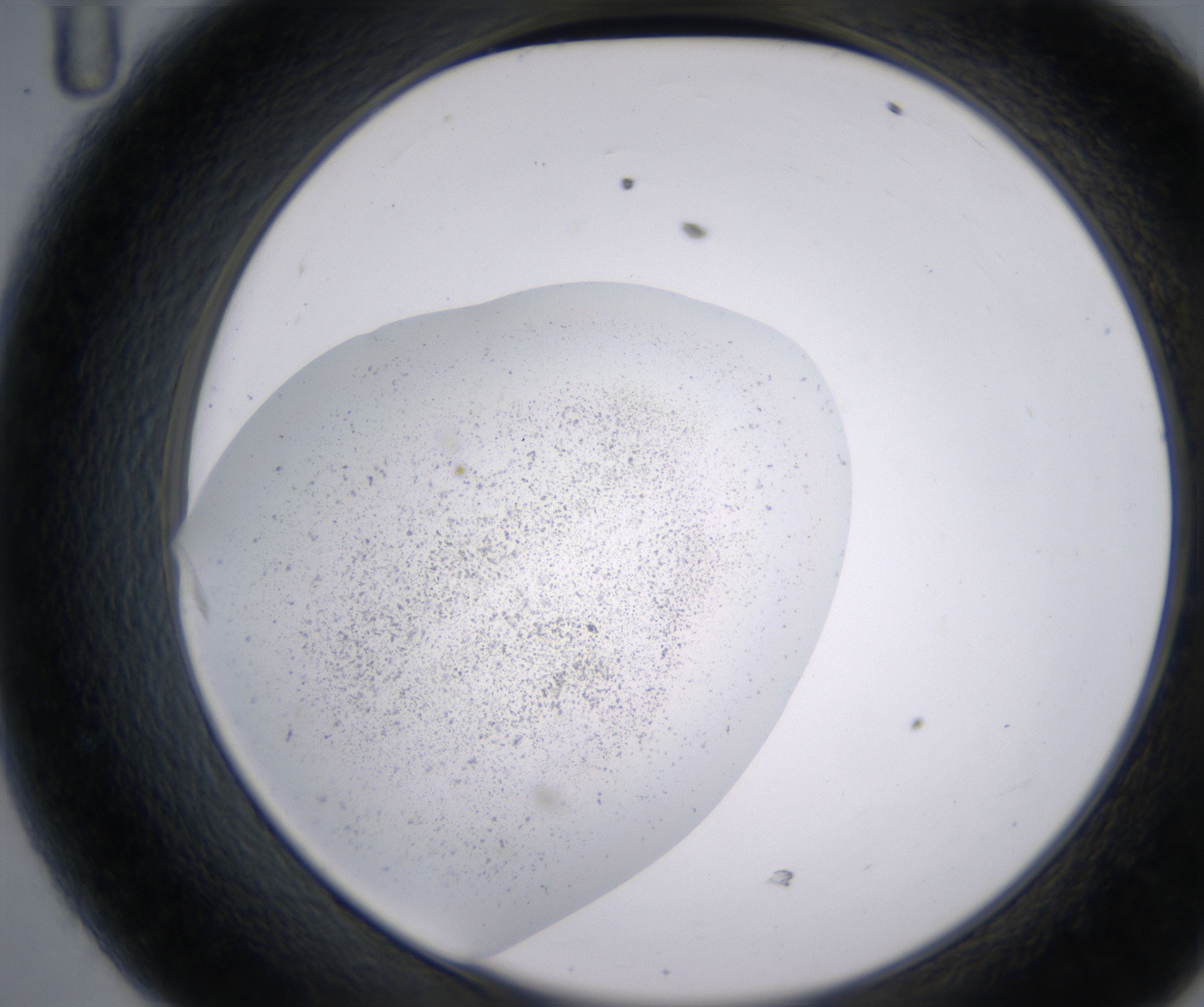 D11_HighResolution_Precipitate_2.jpg
