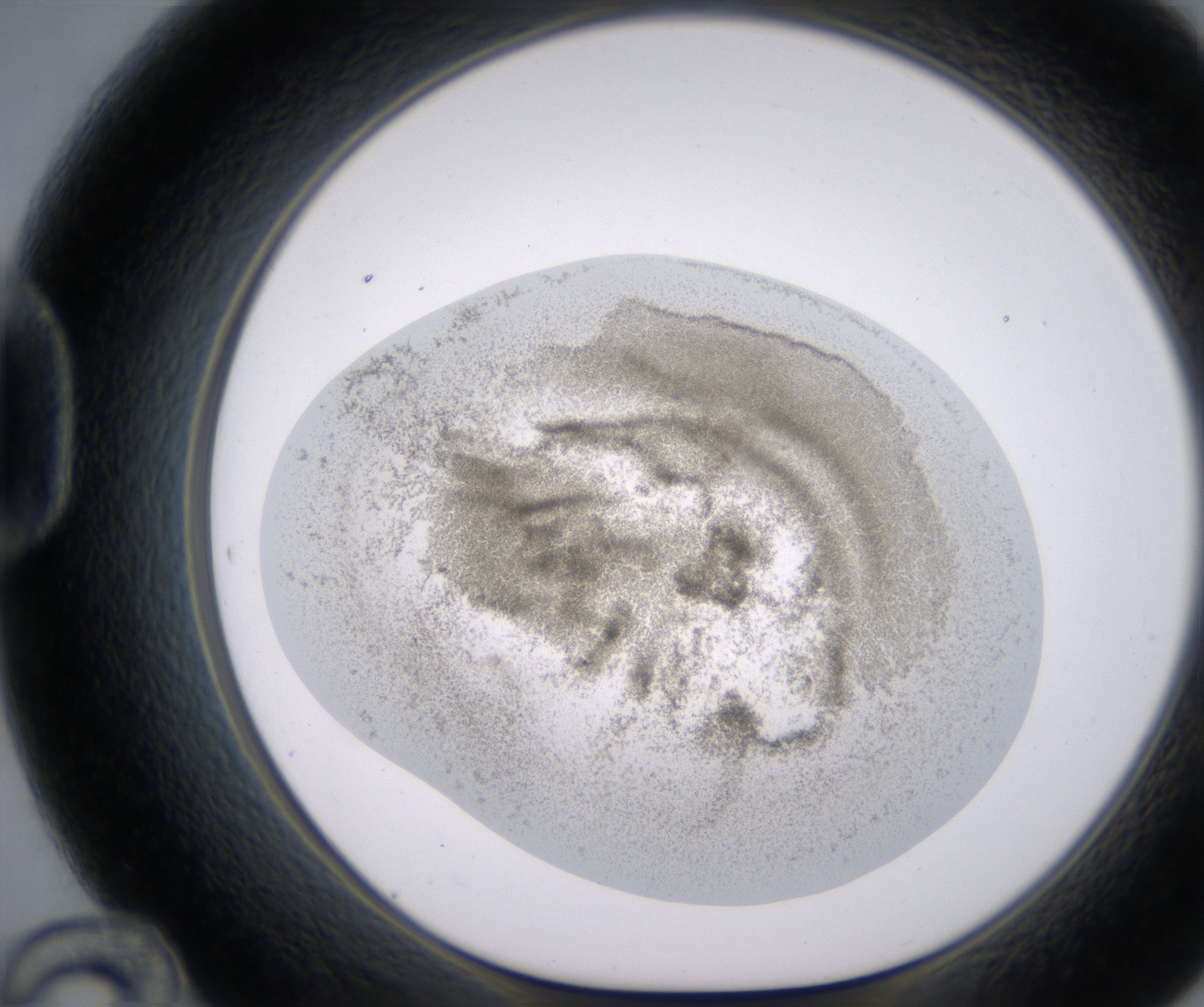 D12_HighResolution_Precipitate_1.jpg