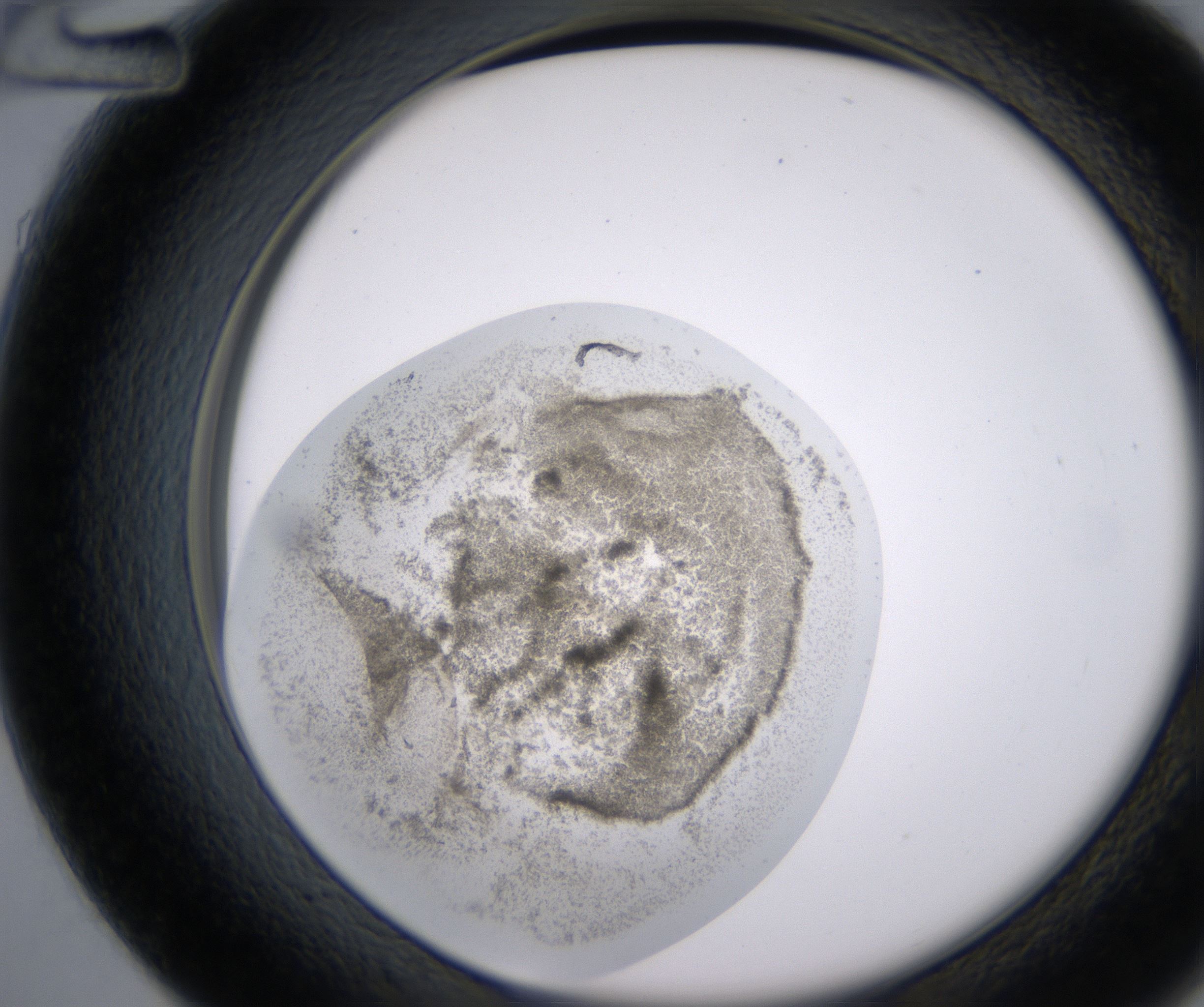 D12_HighResolution_Precipitate_2.jpg