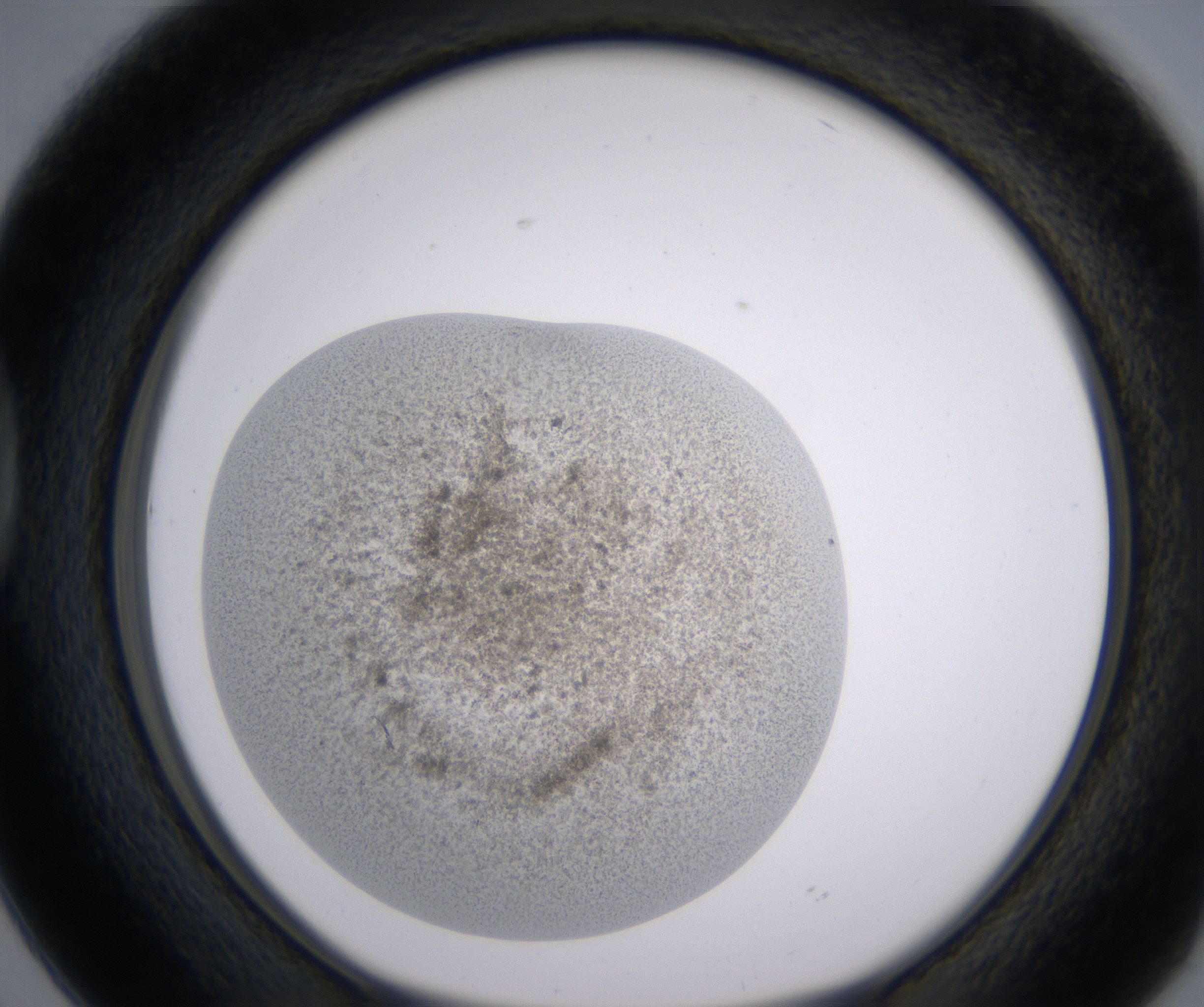 D2_HighResolution_Precipitate_1.jpg