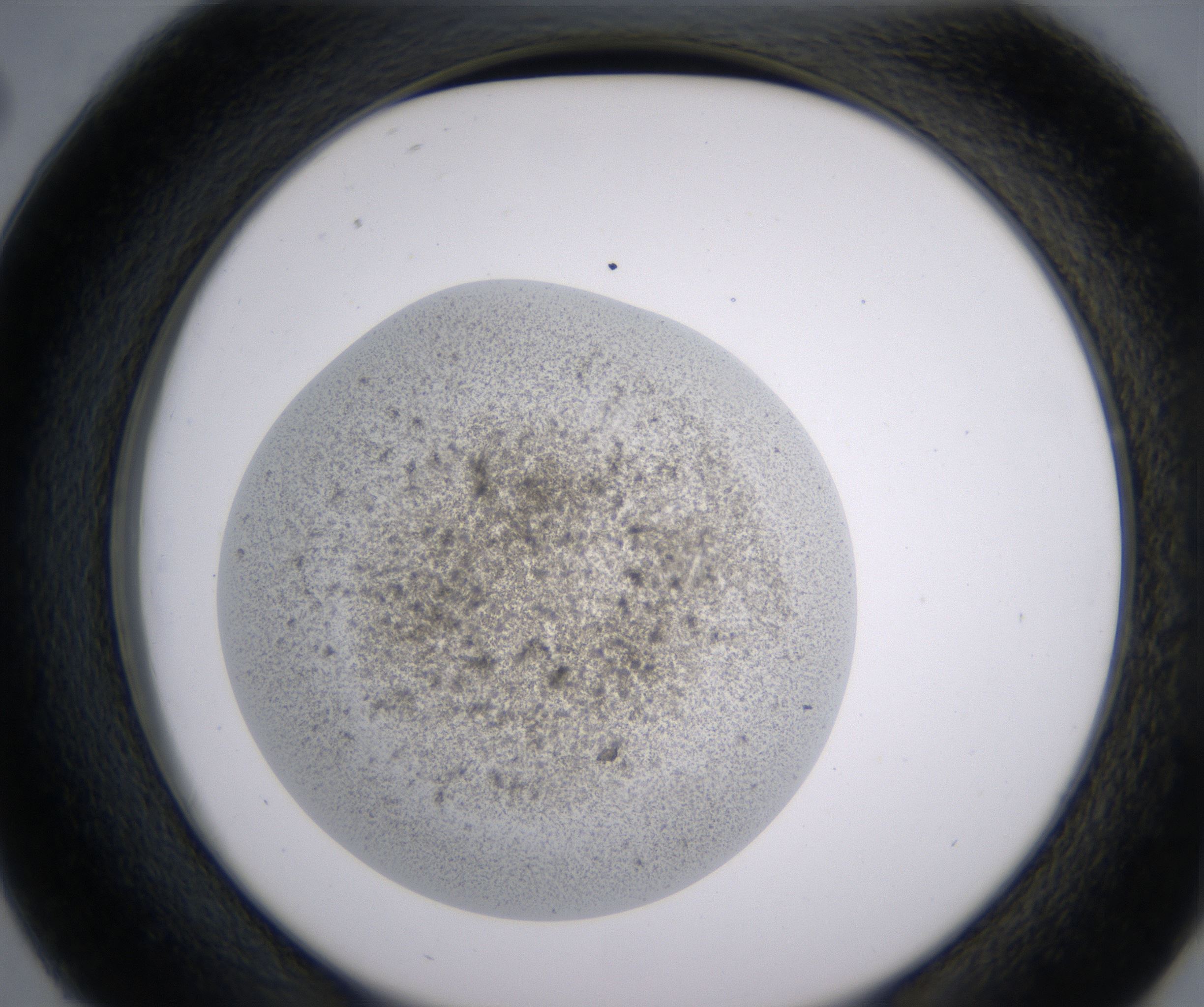 D2_HighResolution_Precipitate_2.jpg