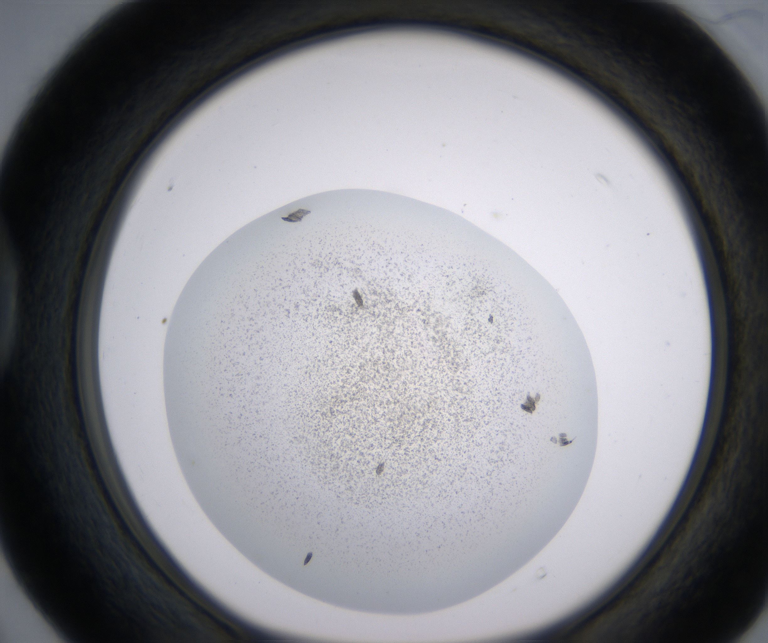 D4_HighResolution_Precipitate_1.jpg