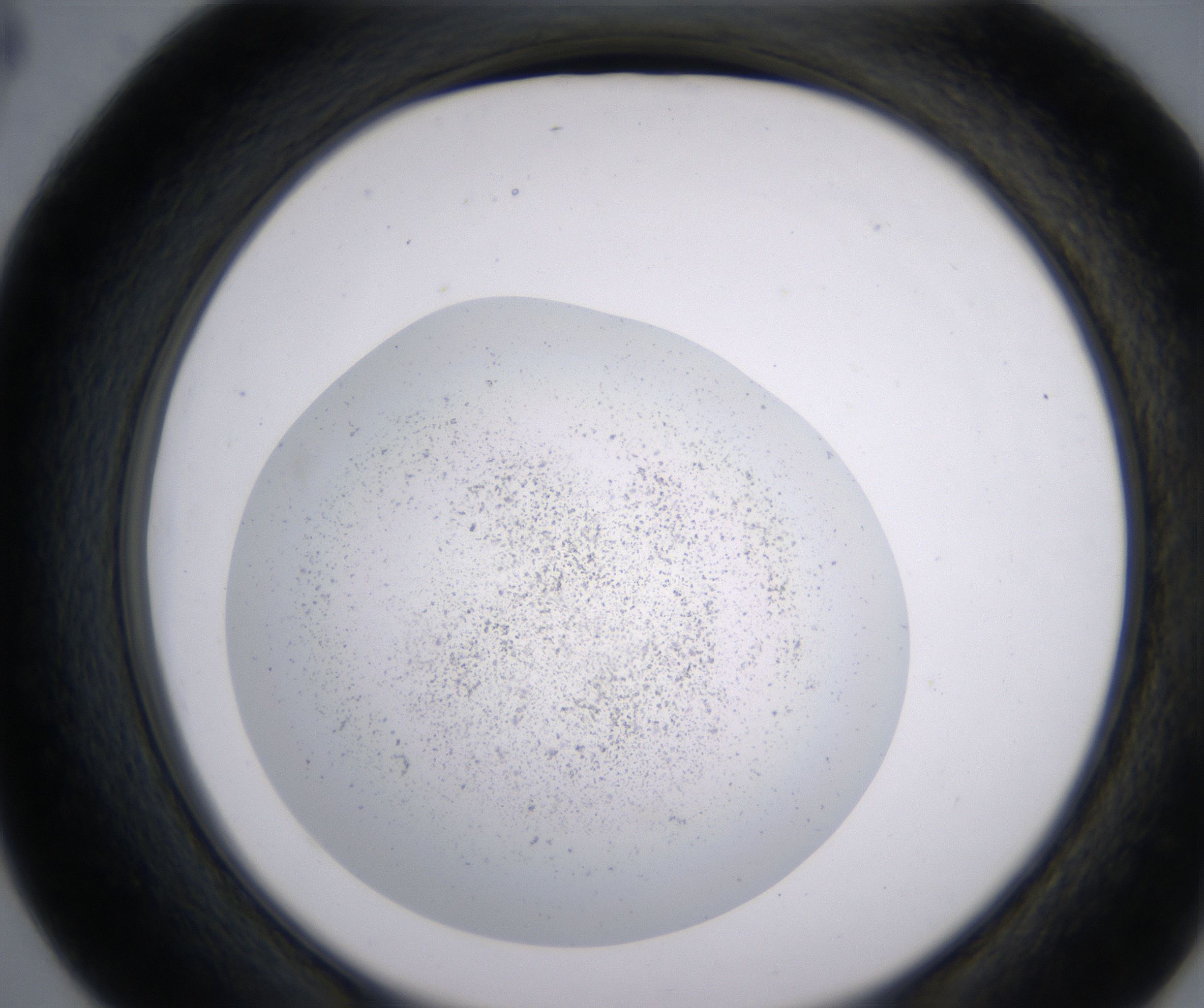 D4_HighResolution_Precipitate_2.jpg