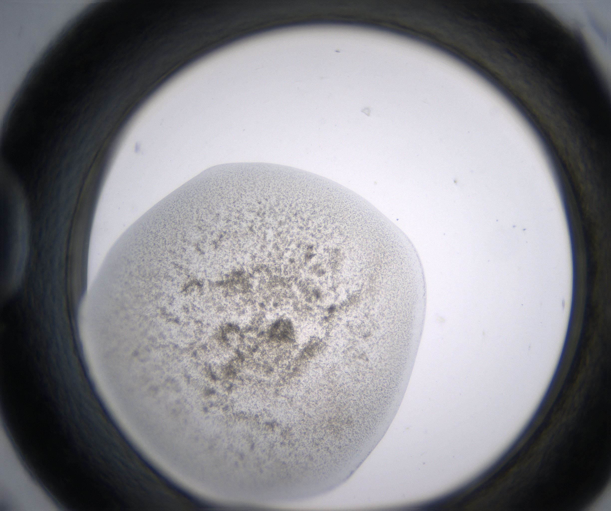 D6_HighResolution_Precipitate_1.jpg