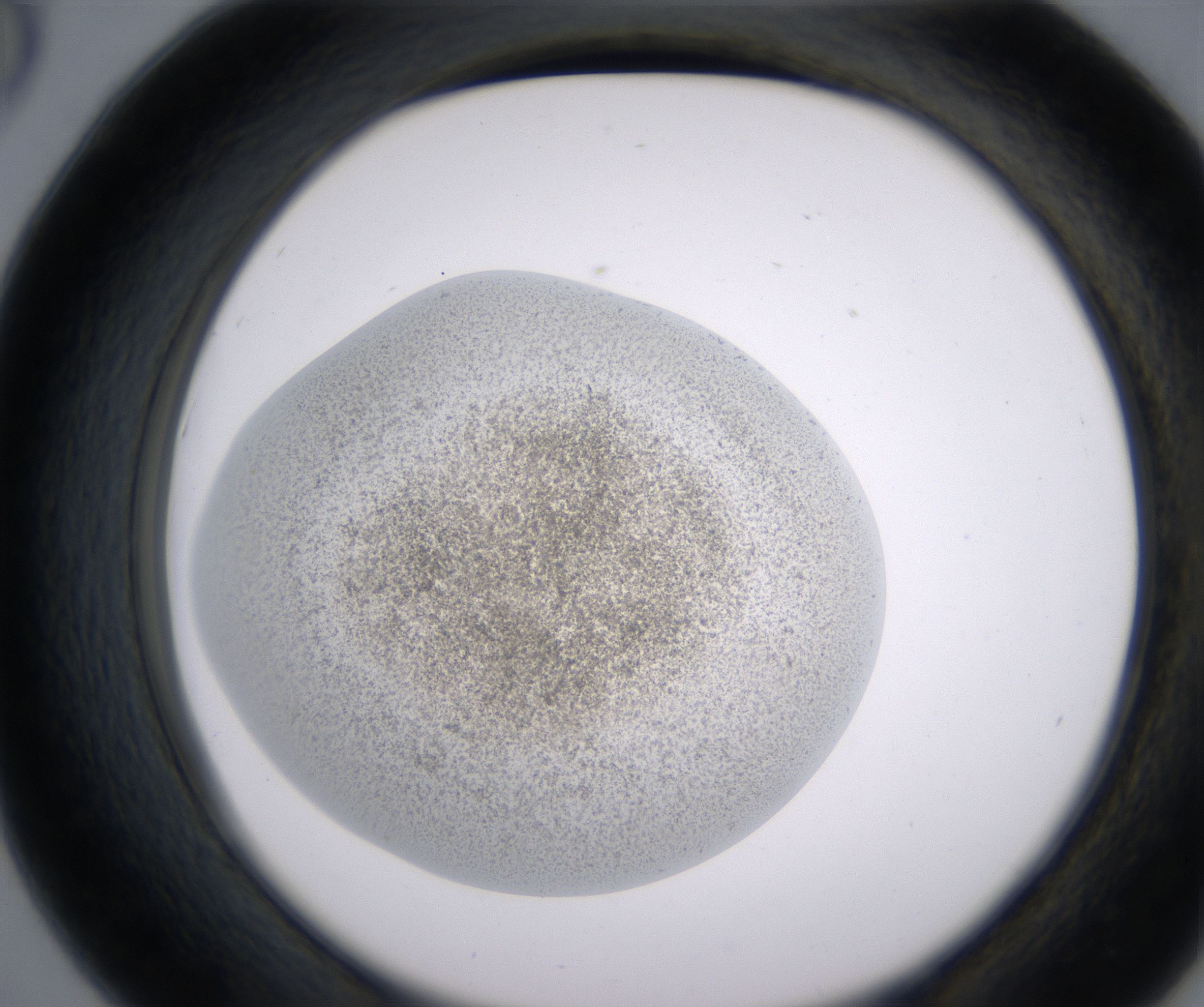 D6_HighResolution_Precipitate_2.jpg