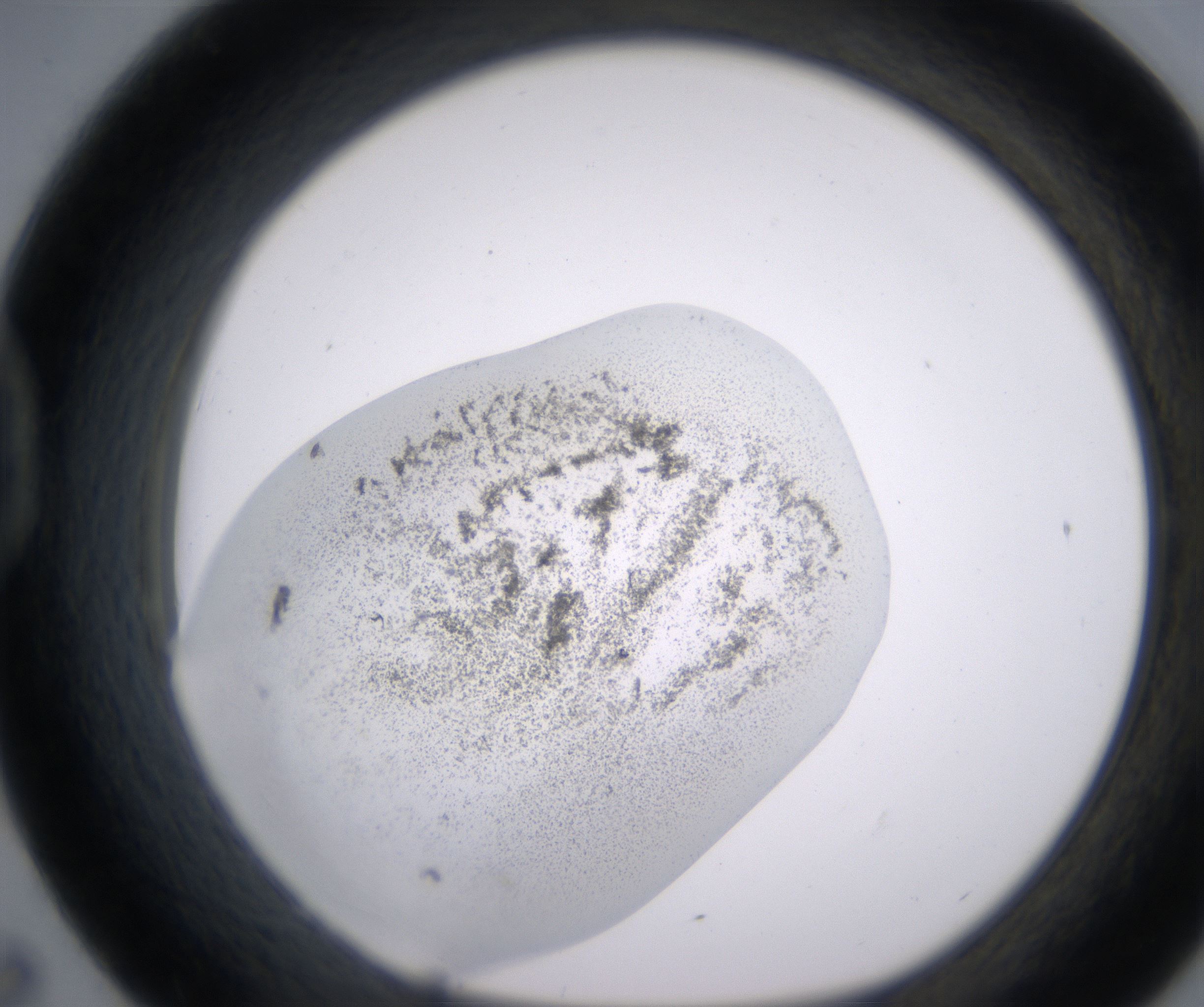 D7_HighResolution_Precipitate_1.jpg
