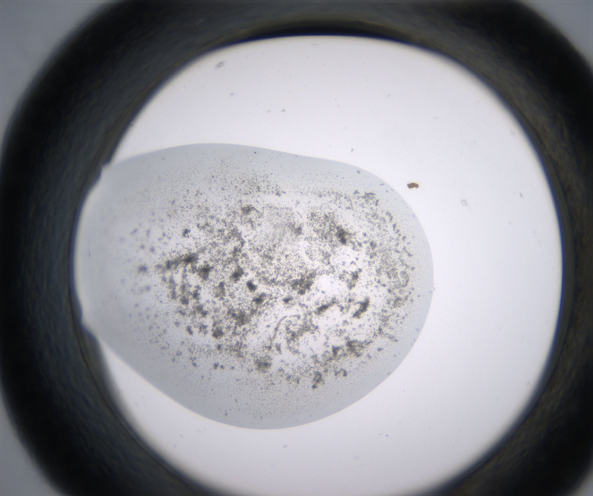 D7_HighResolution_Precipitate_2.jpg