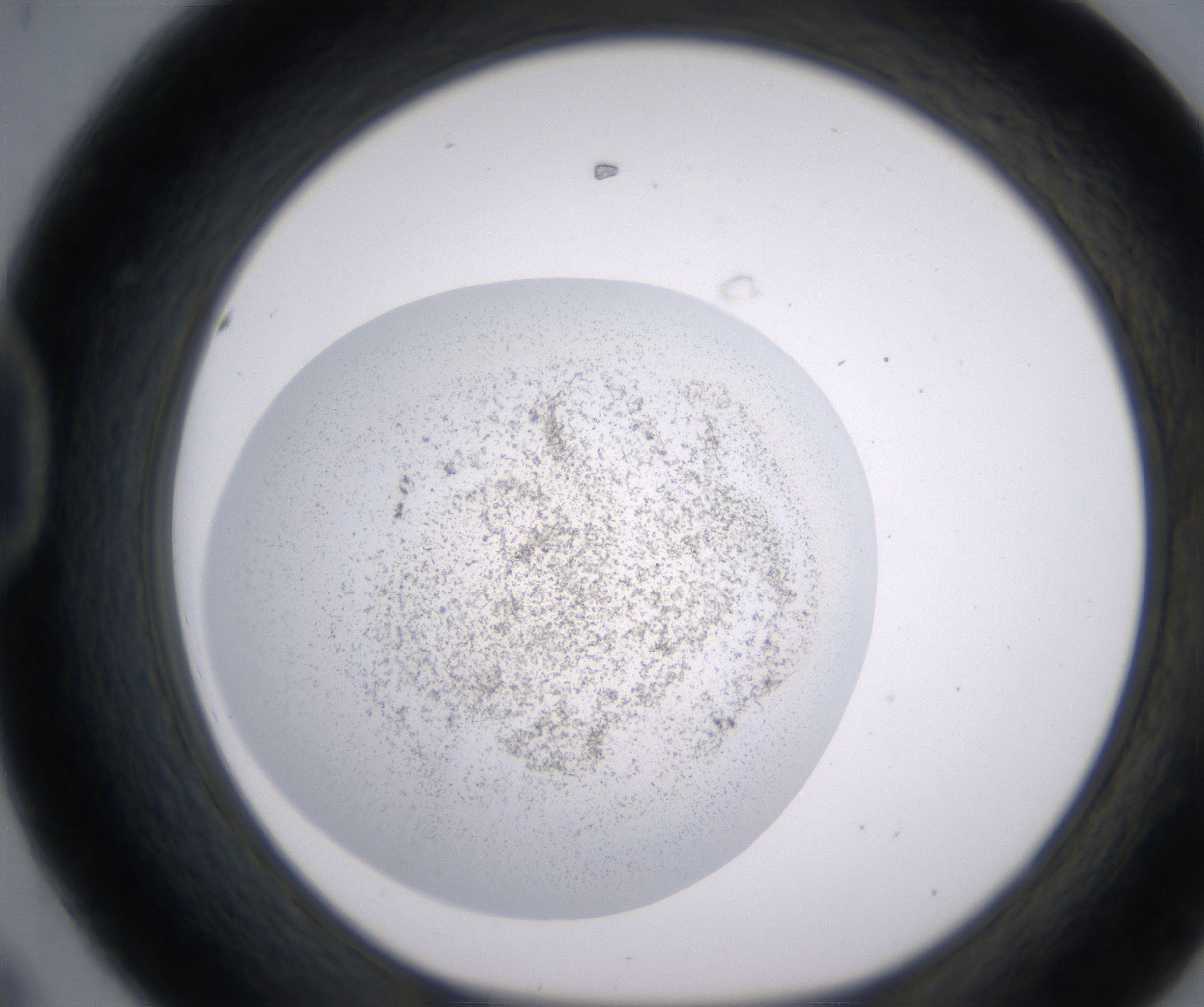 D8_HighResolution_Precipitate_1.jpg
