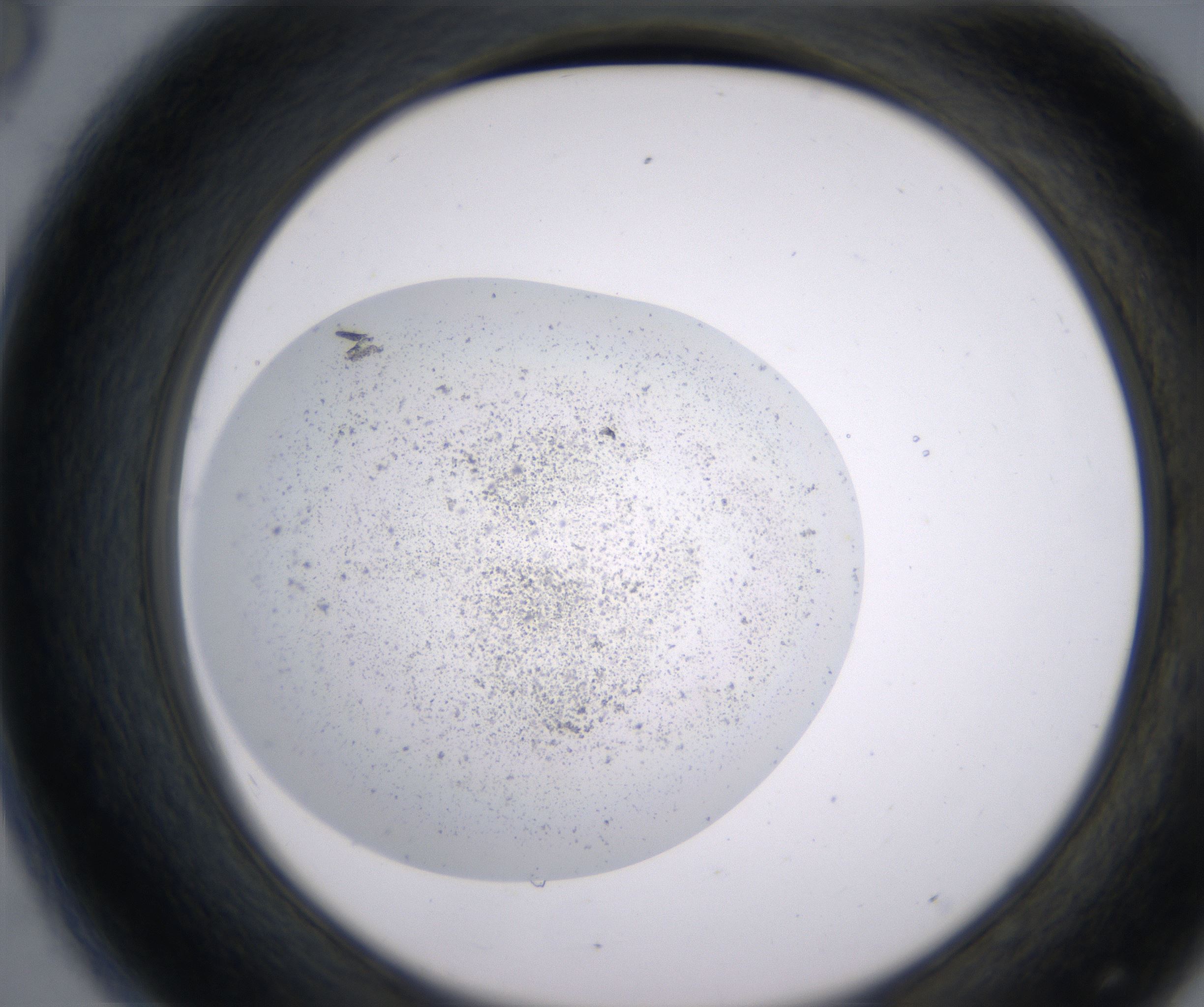 D8_HighResolution_Precipitate_2.jpg
