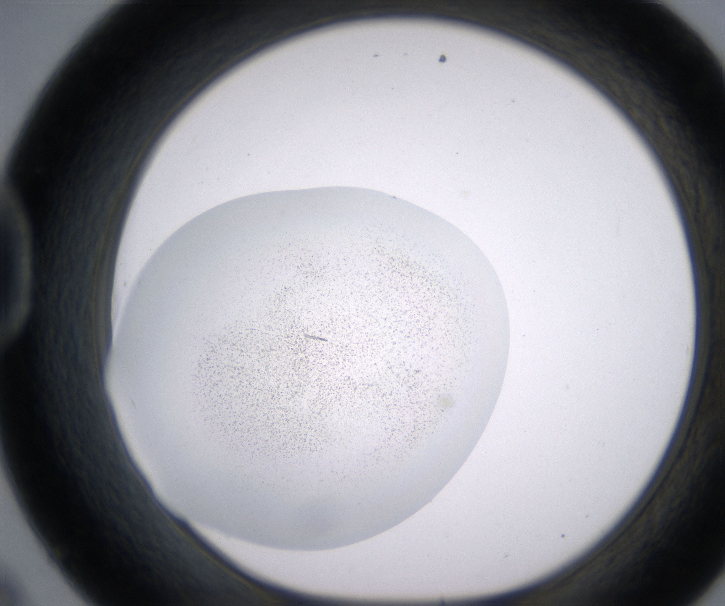 D9_HighResolution_Precipitate_1.jpg