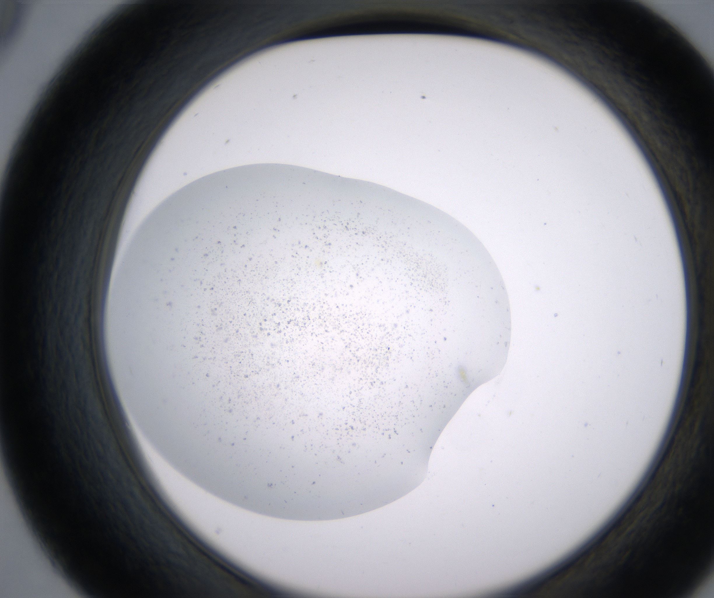 D9_HighResolution_Precipitate_2.jpg