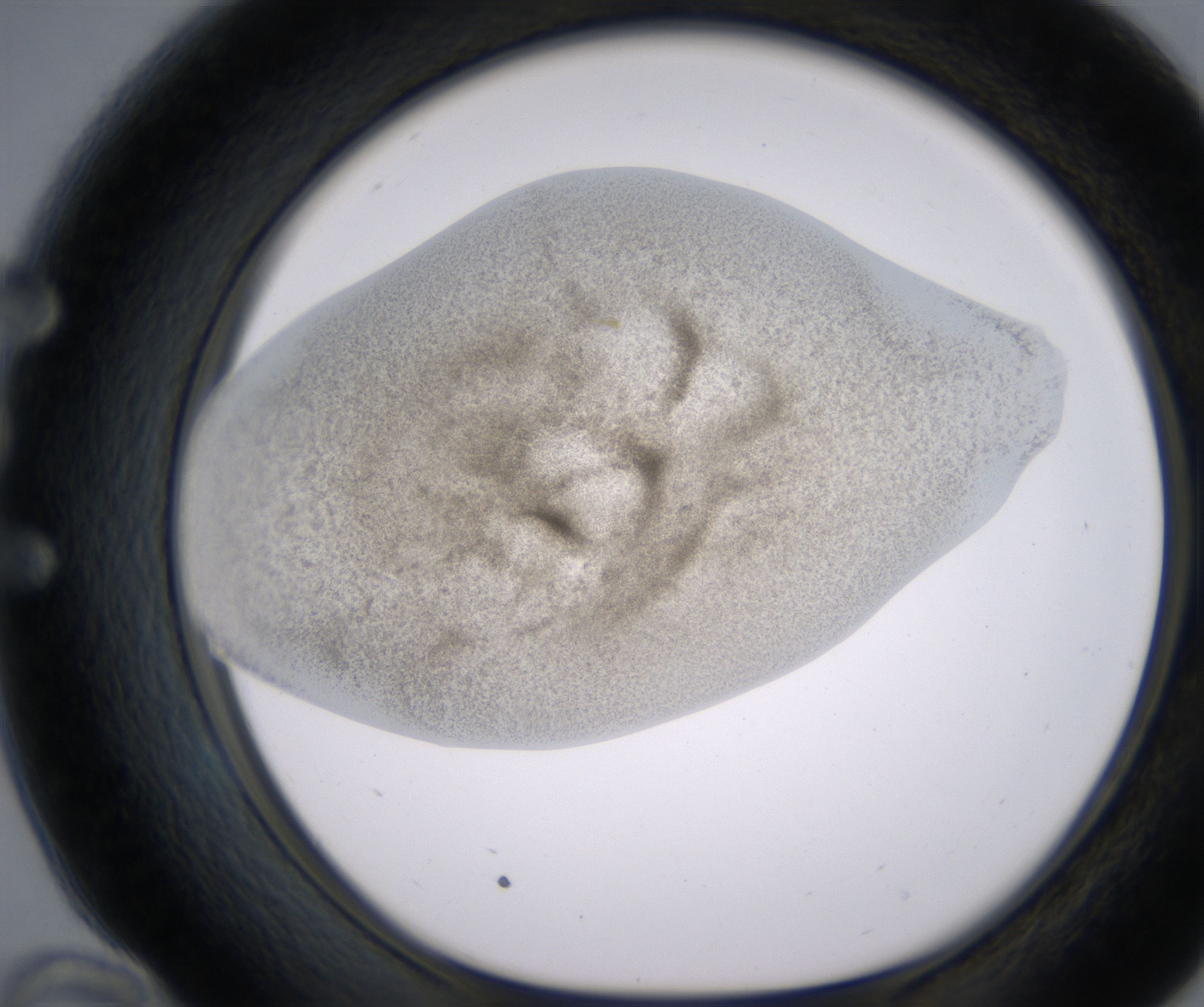 E10_HighResolution_Precipitate_1.jpg