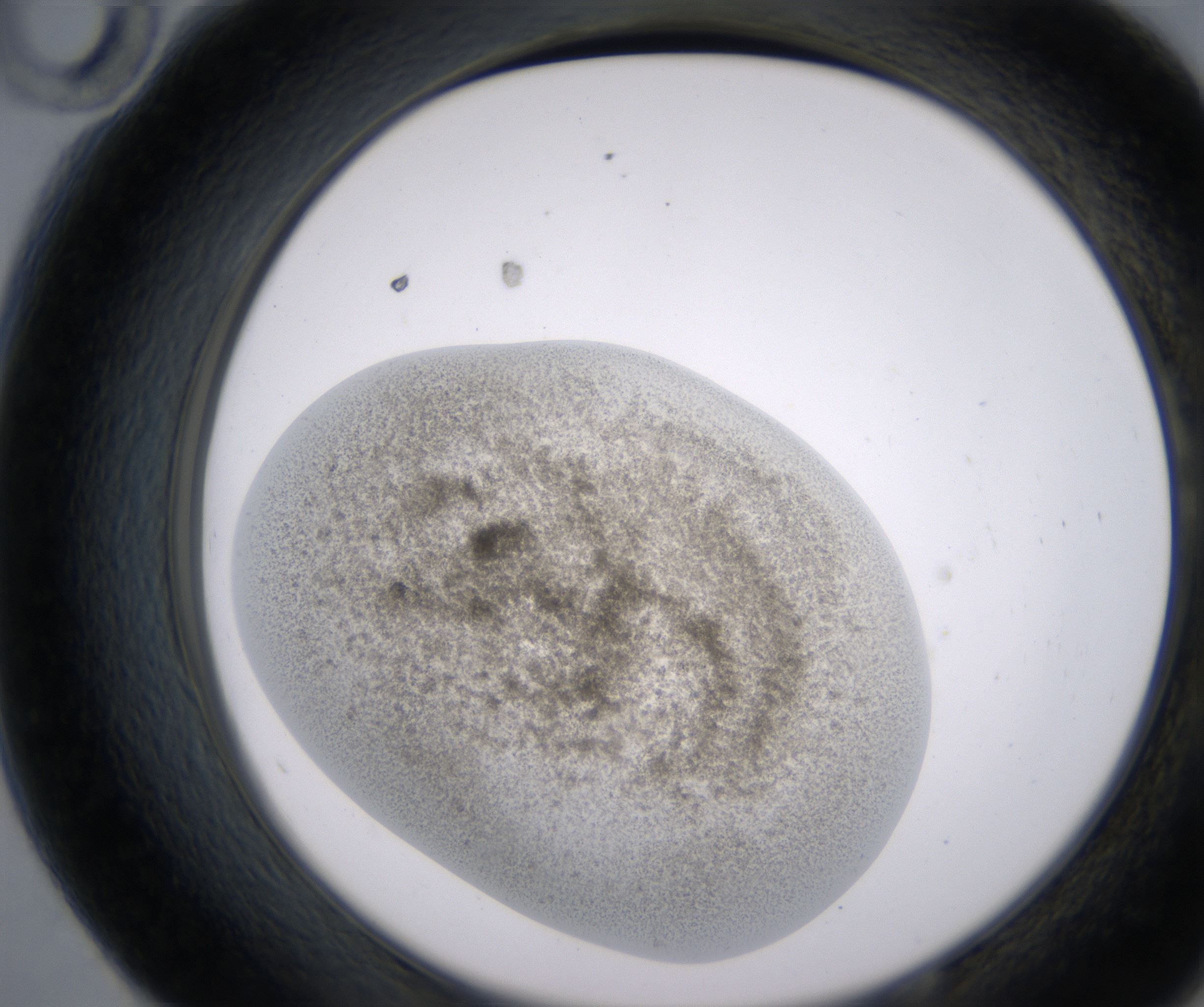 E10_HighResolution_Precipitate_2.jpg
