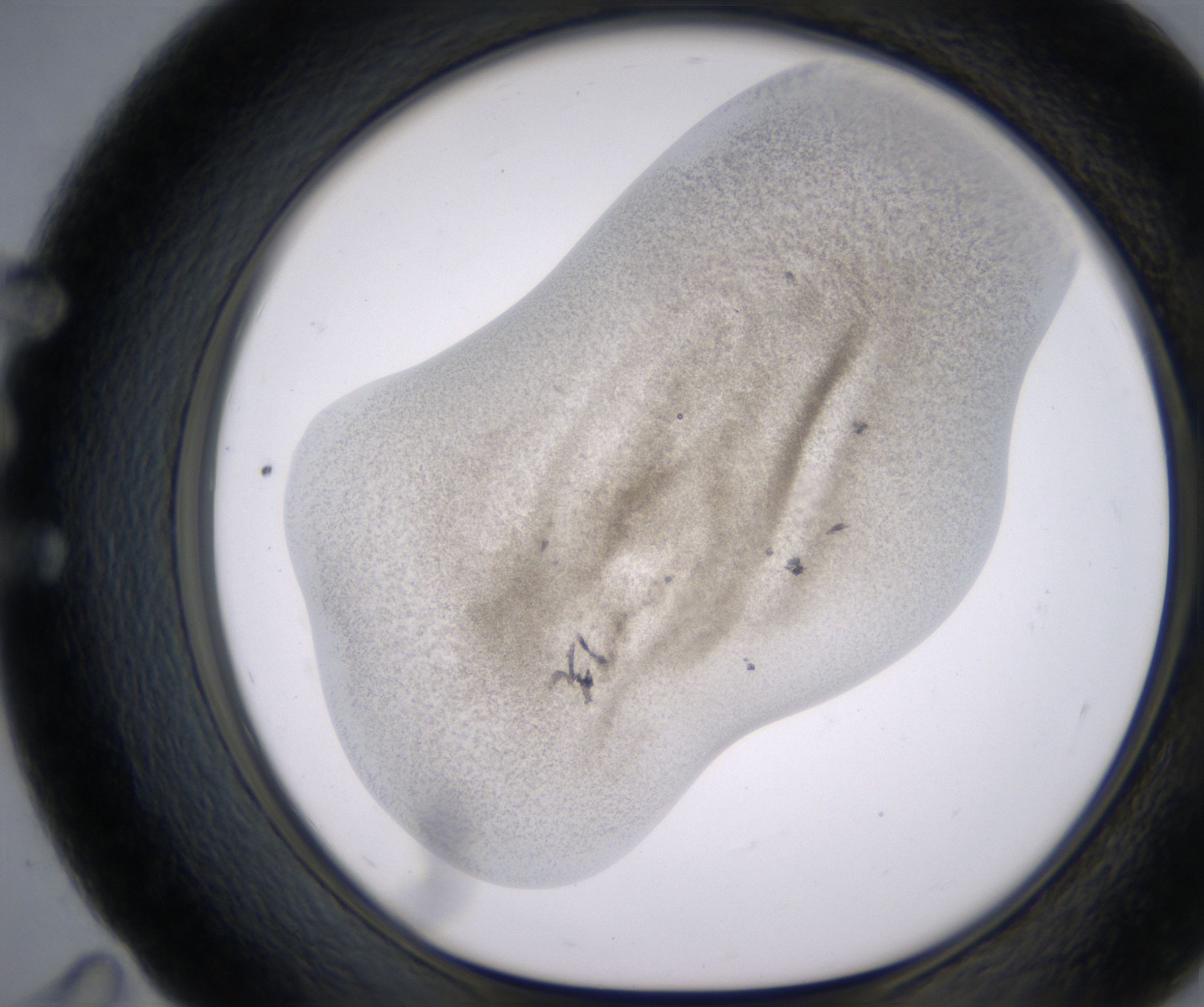E11_HighResolution_Precipitate_1.jpg