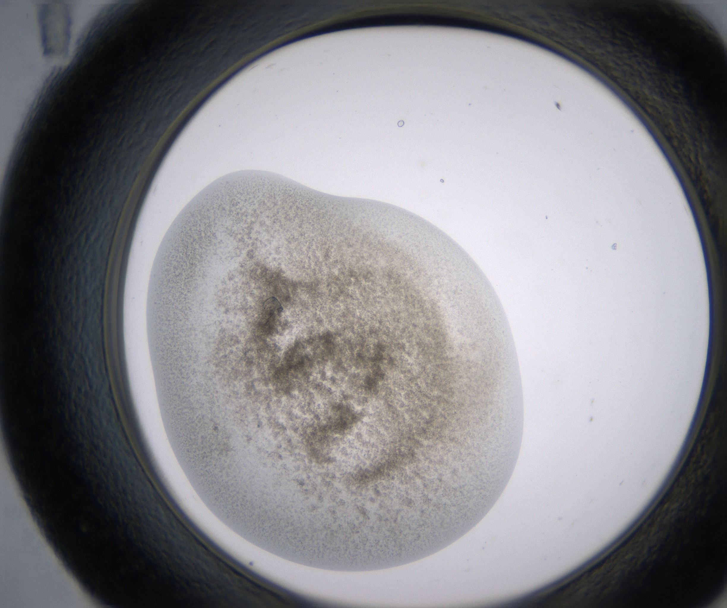 E11_HighResolution_Precipitate_2.jpg