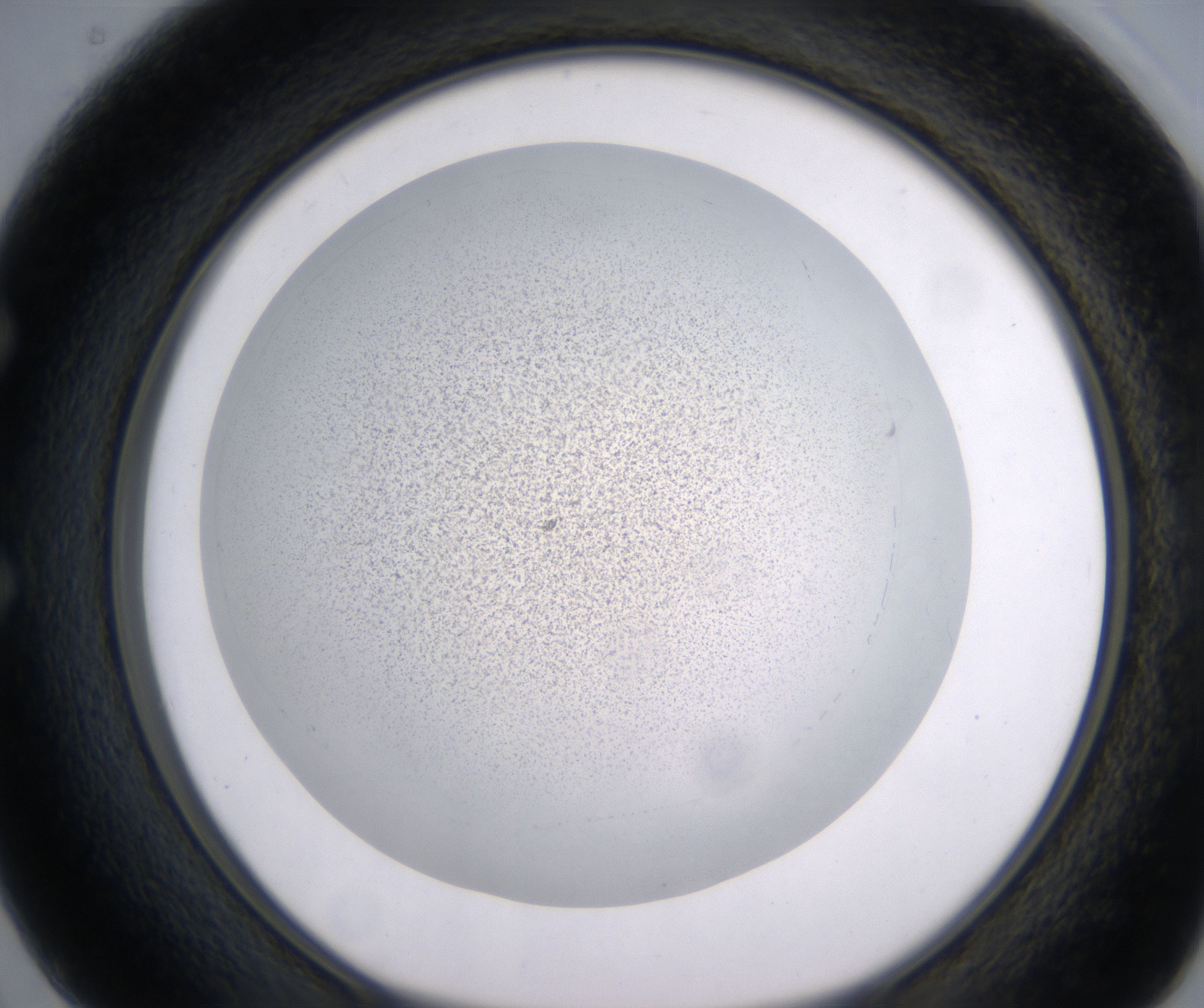 E2_HighResolution_Precipitate_1.jpg