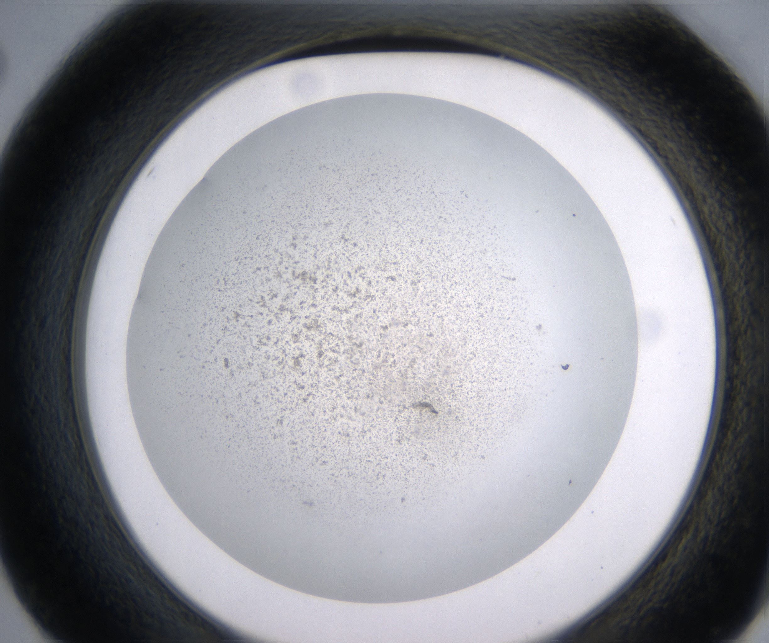 E2_HighResolution_Precipitate_2.jpg