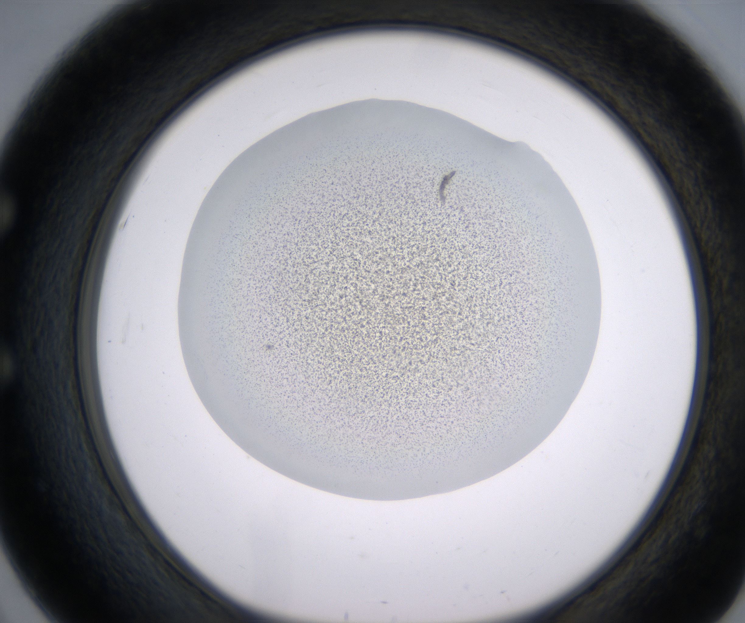 E3_HighResolution_Precipitate_1.jpg
