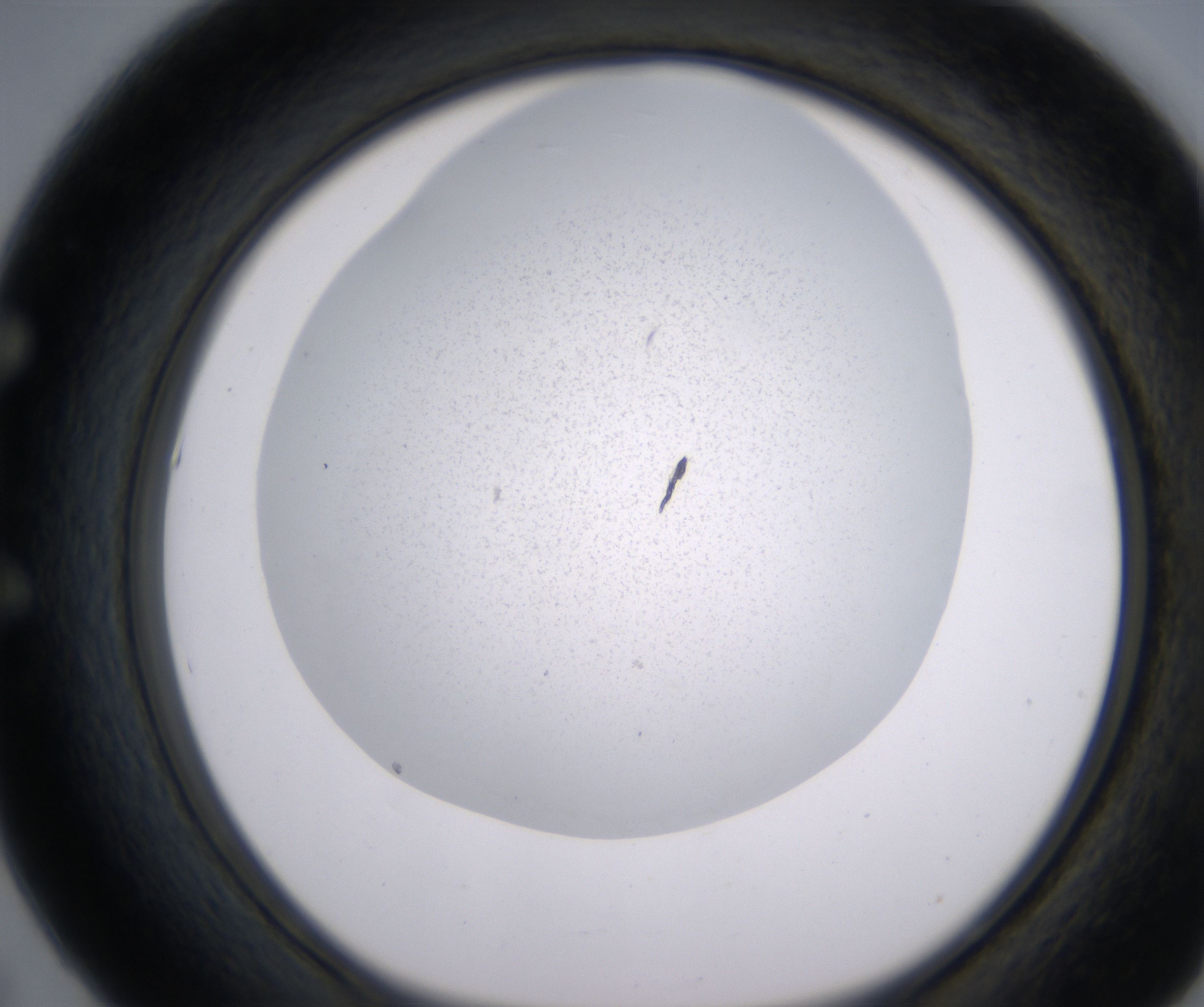 E5_HighResolution_Precipitate_1.jpg