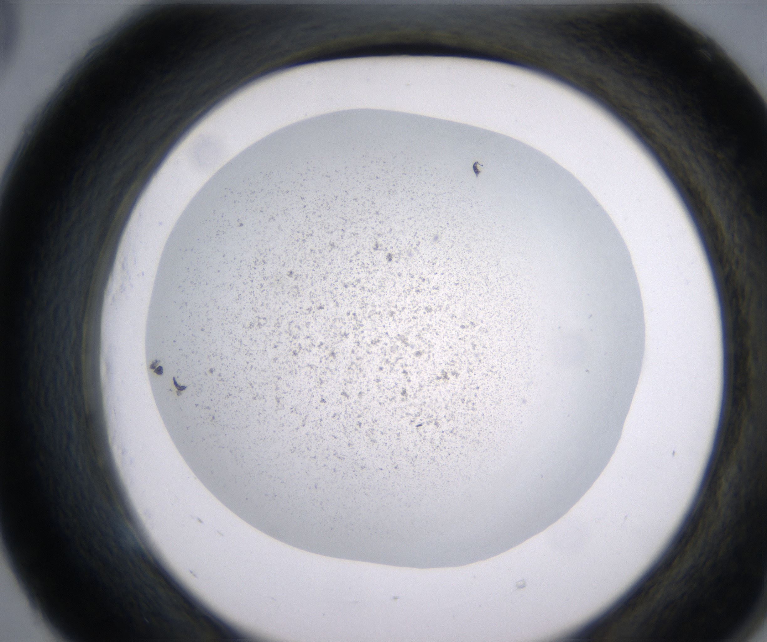 E5_HighResolution_Precipitate_2.jpg