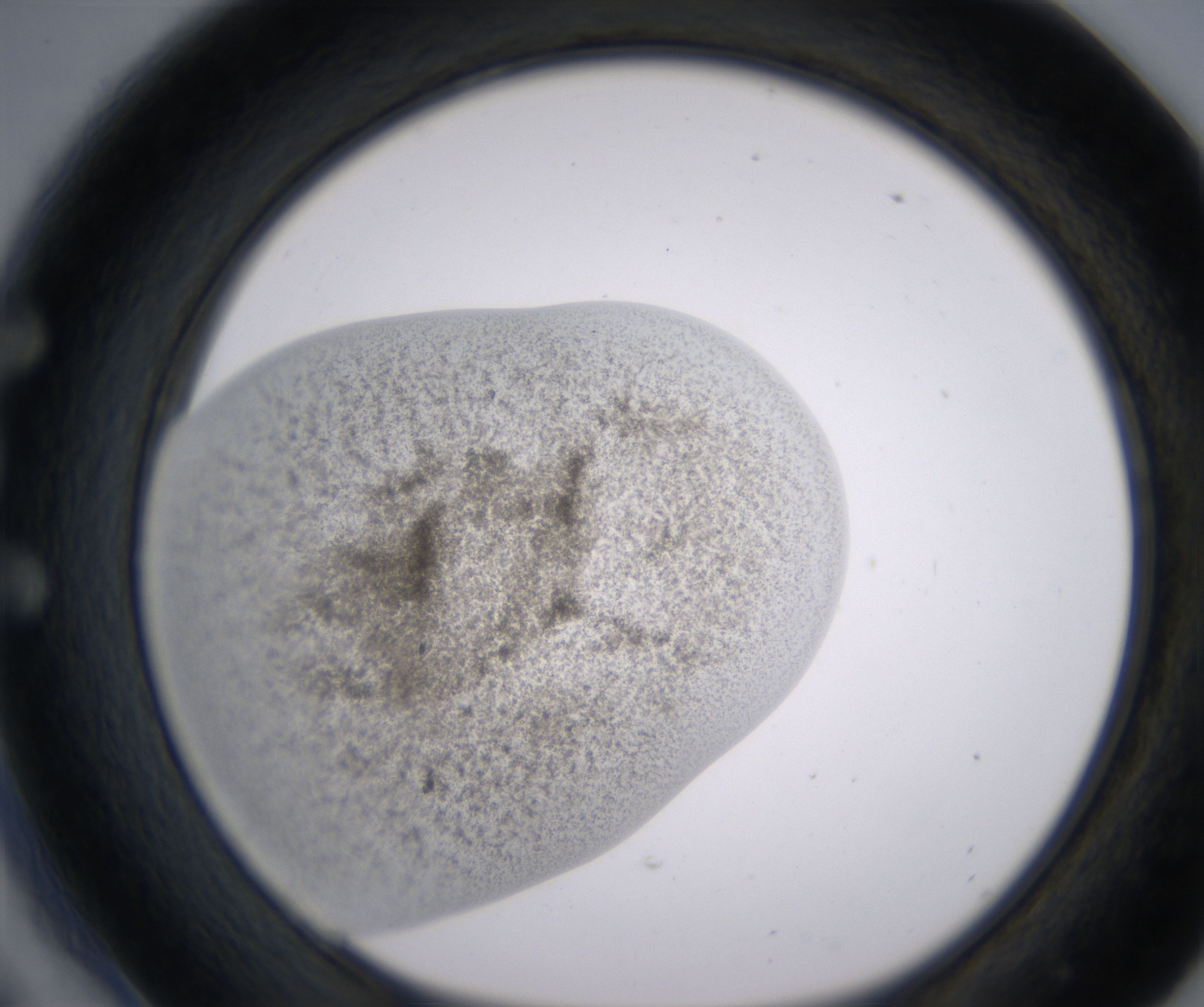 E6_HighResolution_Precipitate_1.jpg