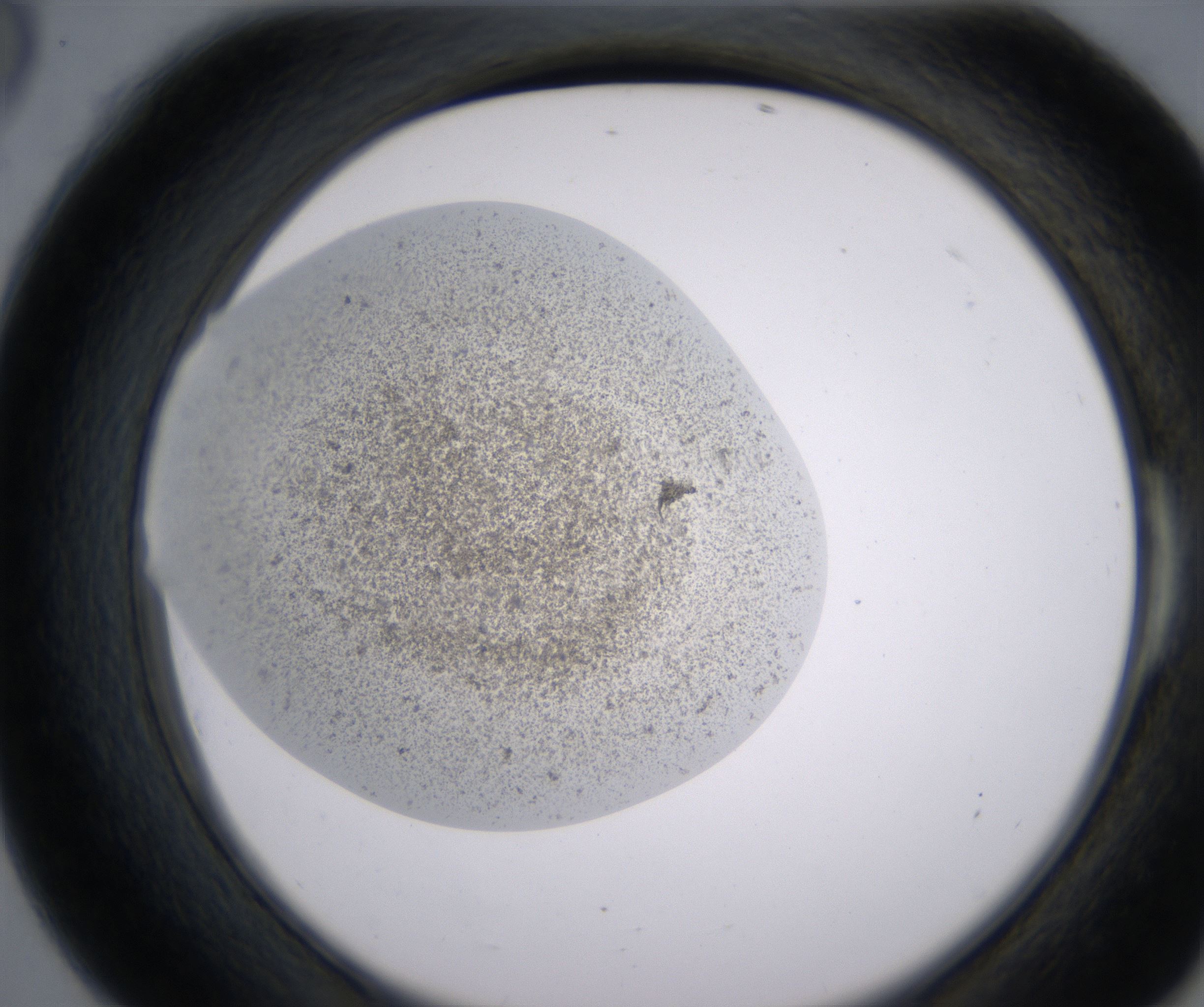 E6_HighResolution_Precipitate_2.jpg