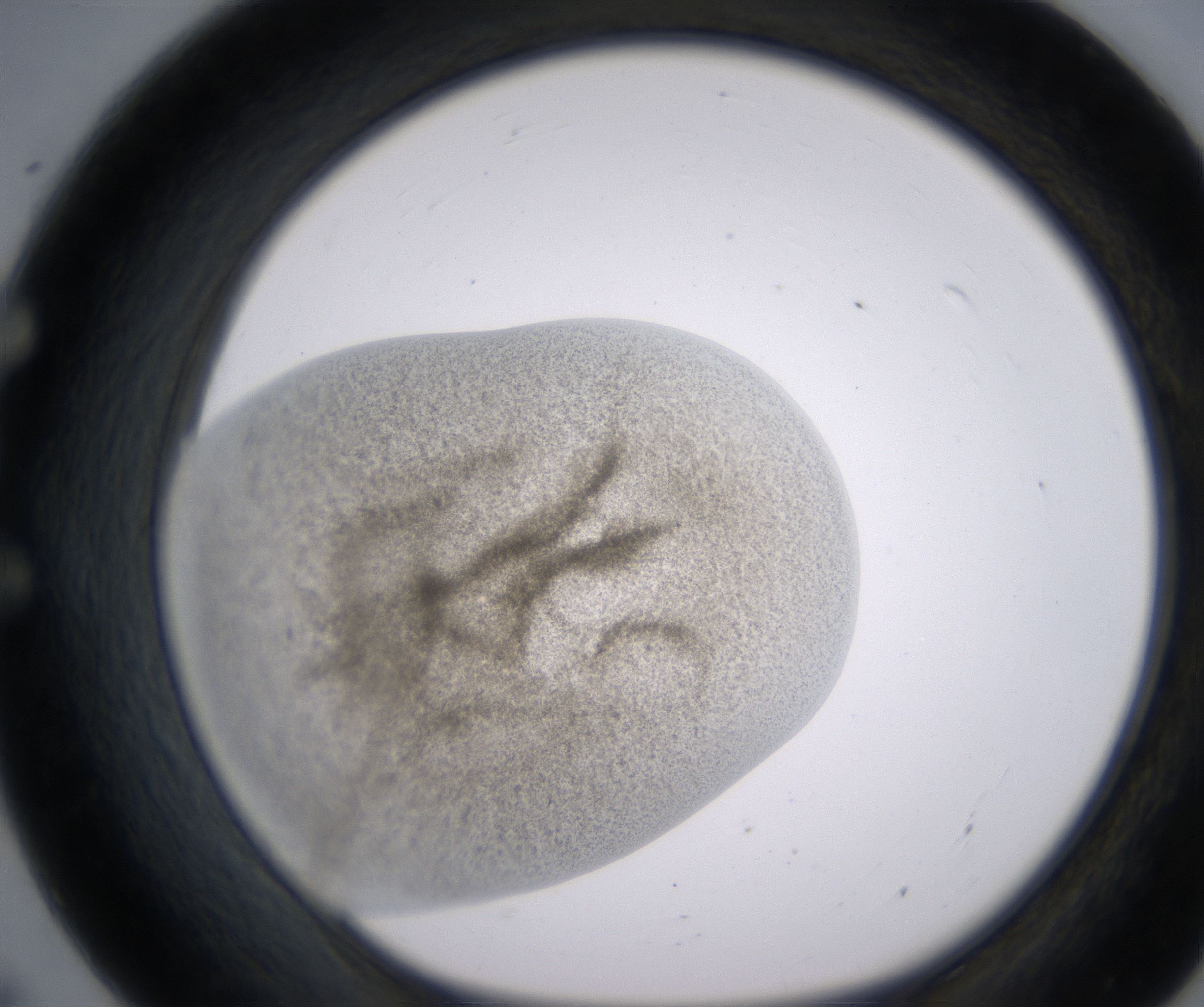E7_HighResolution_Precipitate_1.jpg