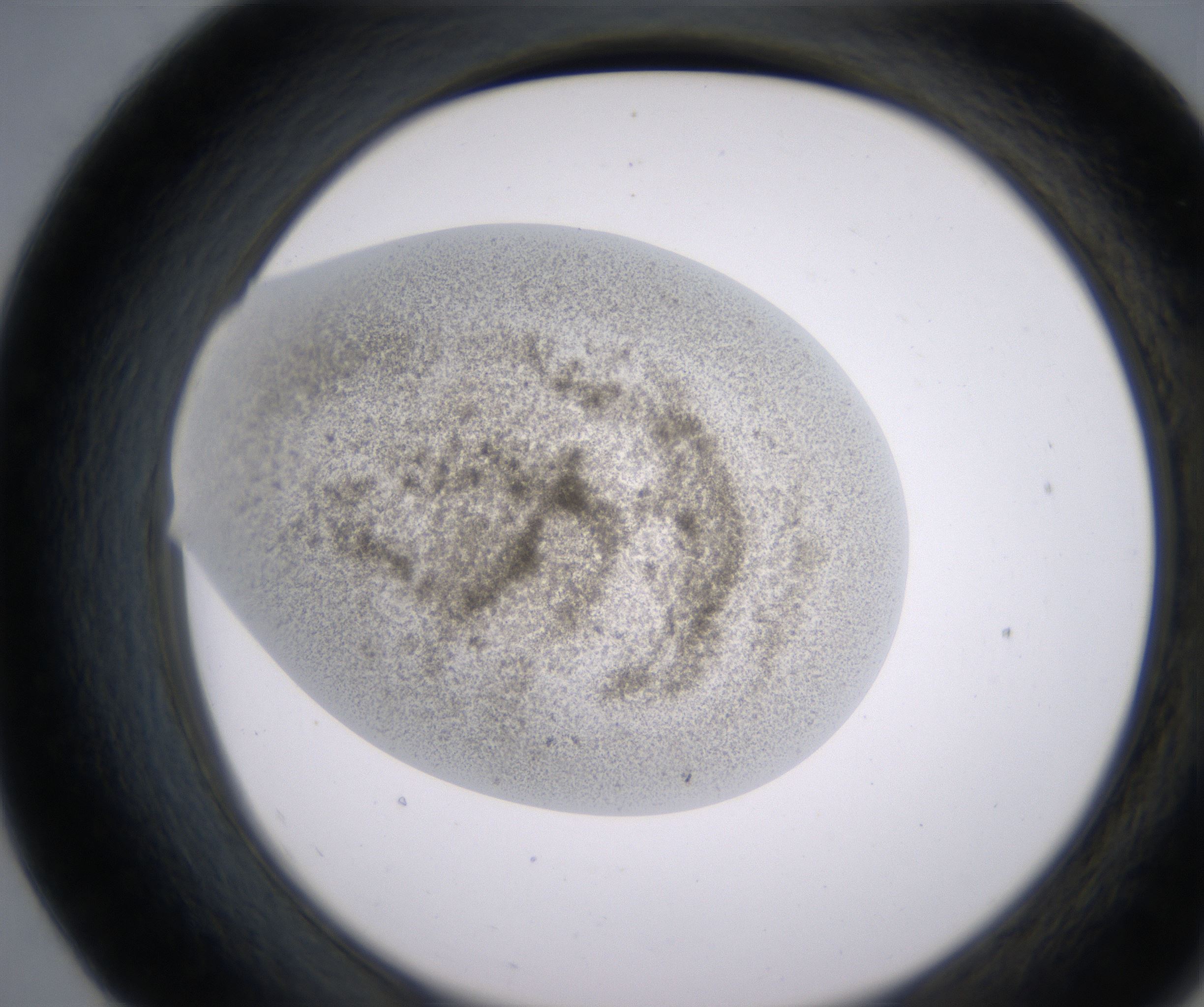 E7_HighResolution_Precipitate_2.jpg