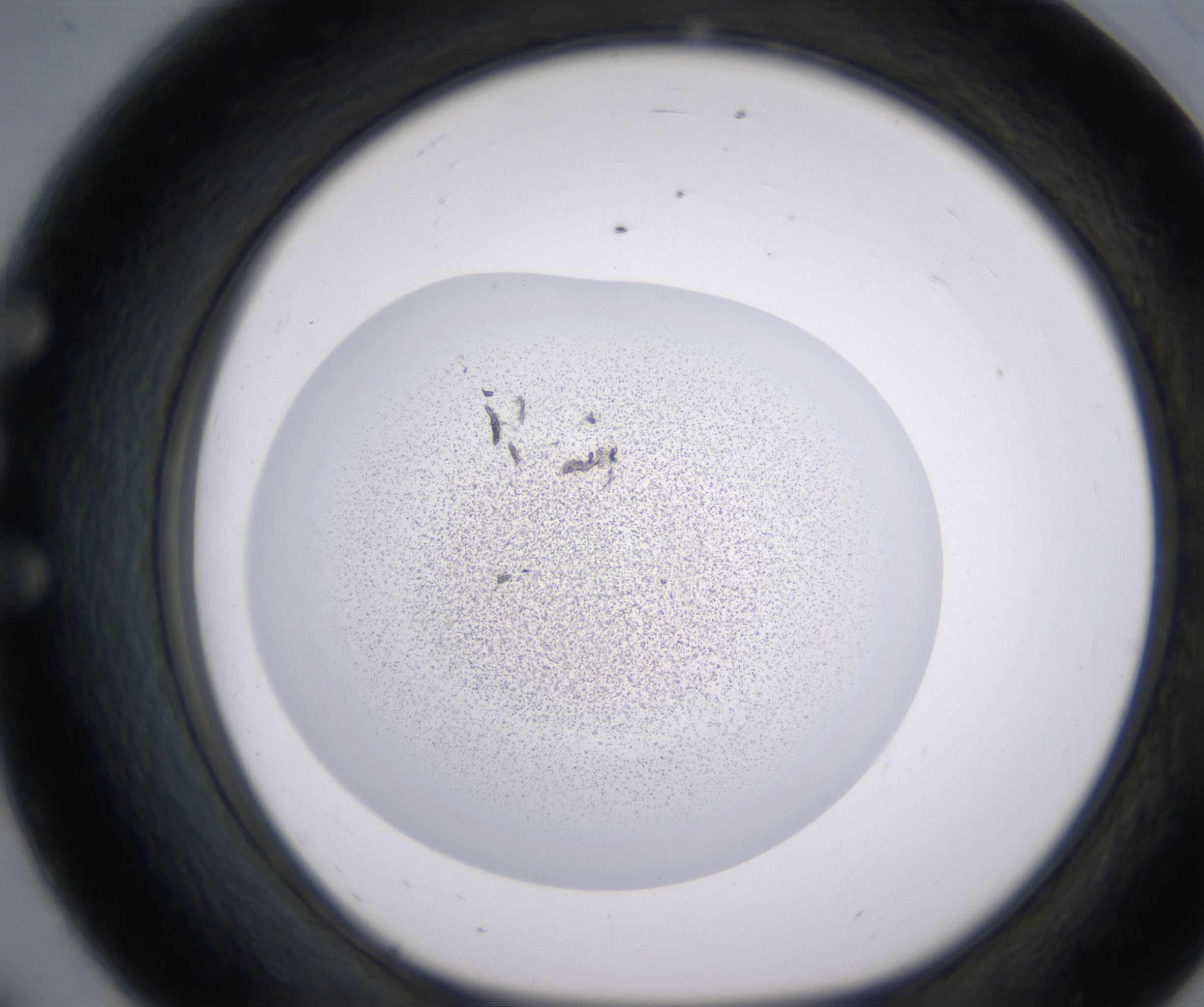 E8_HighResolution_Precipitate_1.jpg