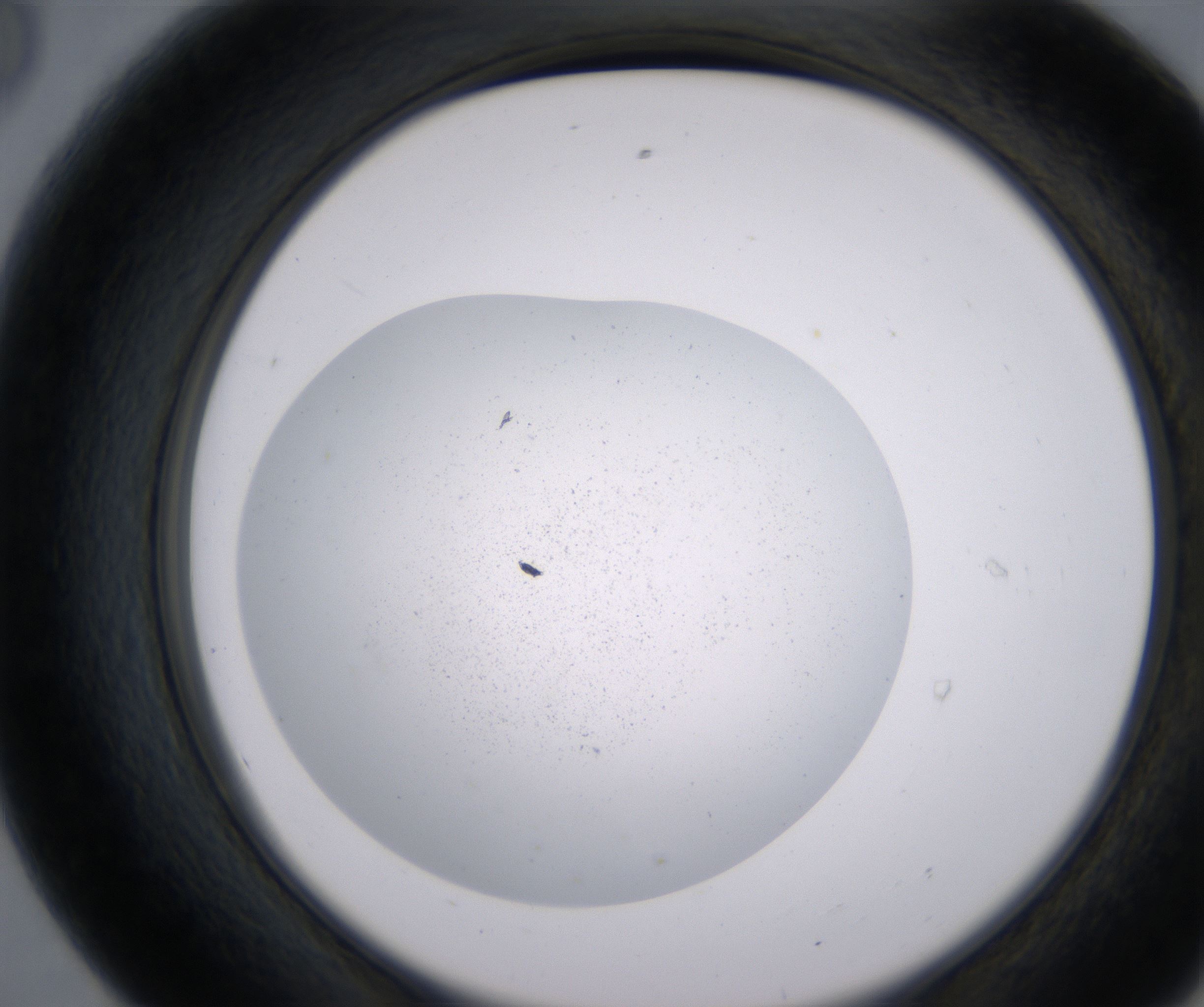 E8_HighResolution_Precipitate_2.jpg