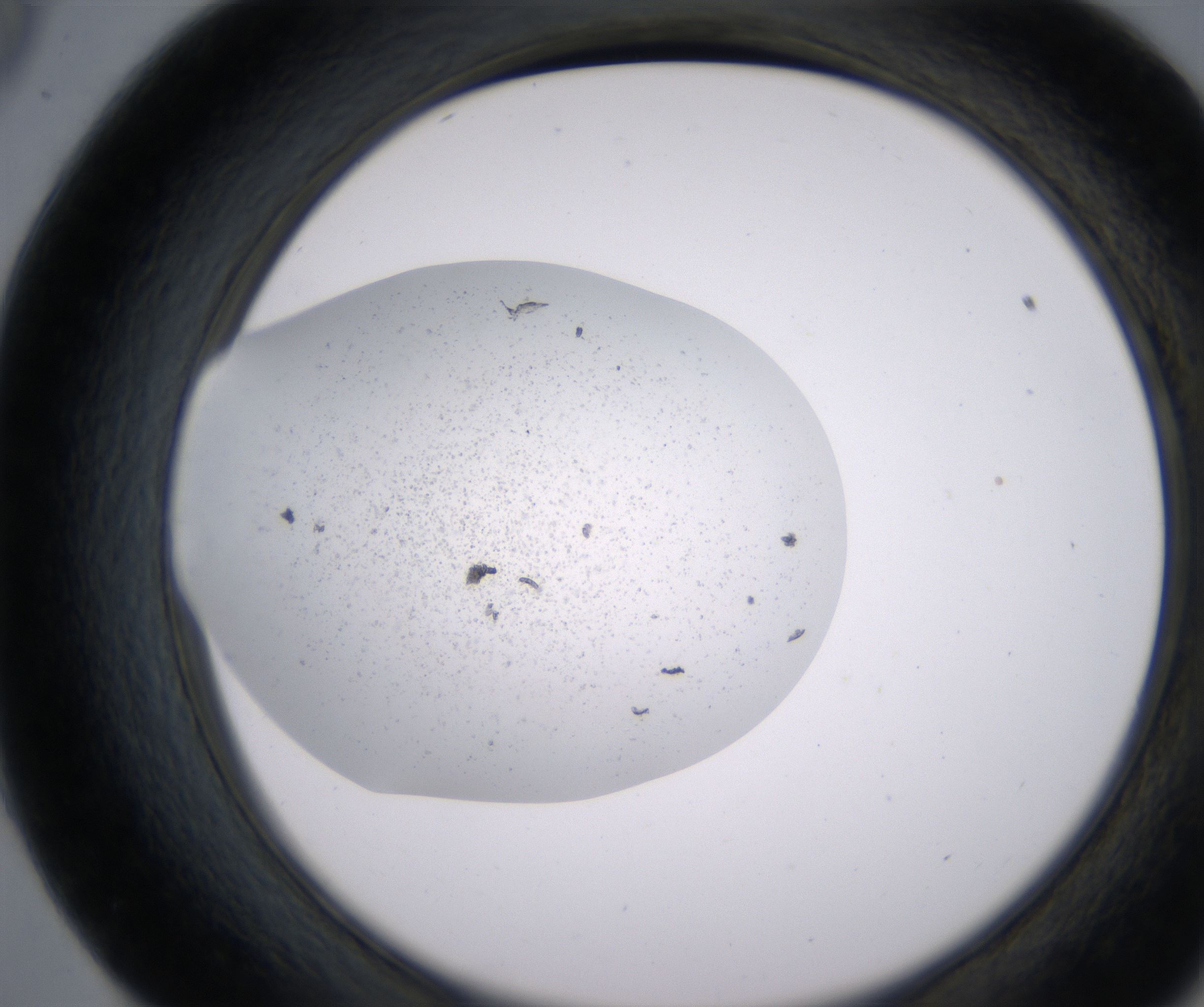 E9_HighResolution_Precipitate_2.jpg