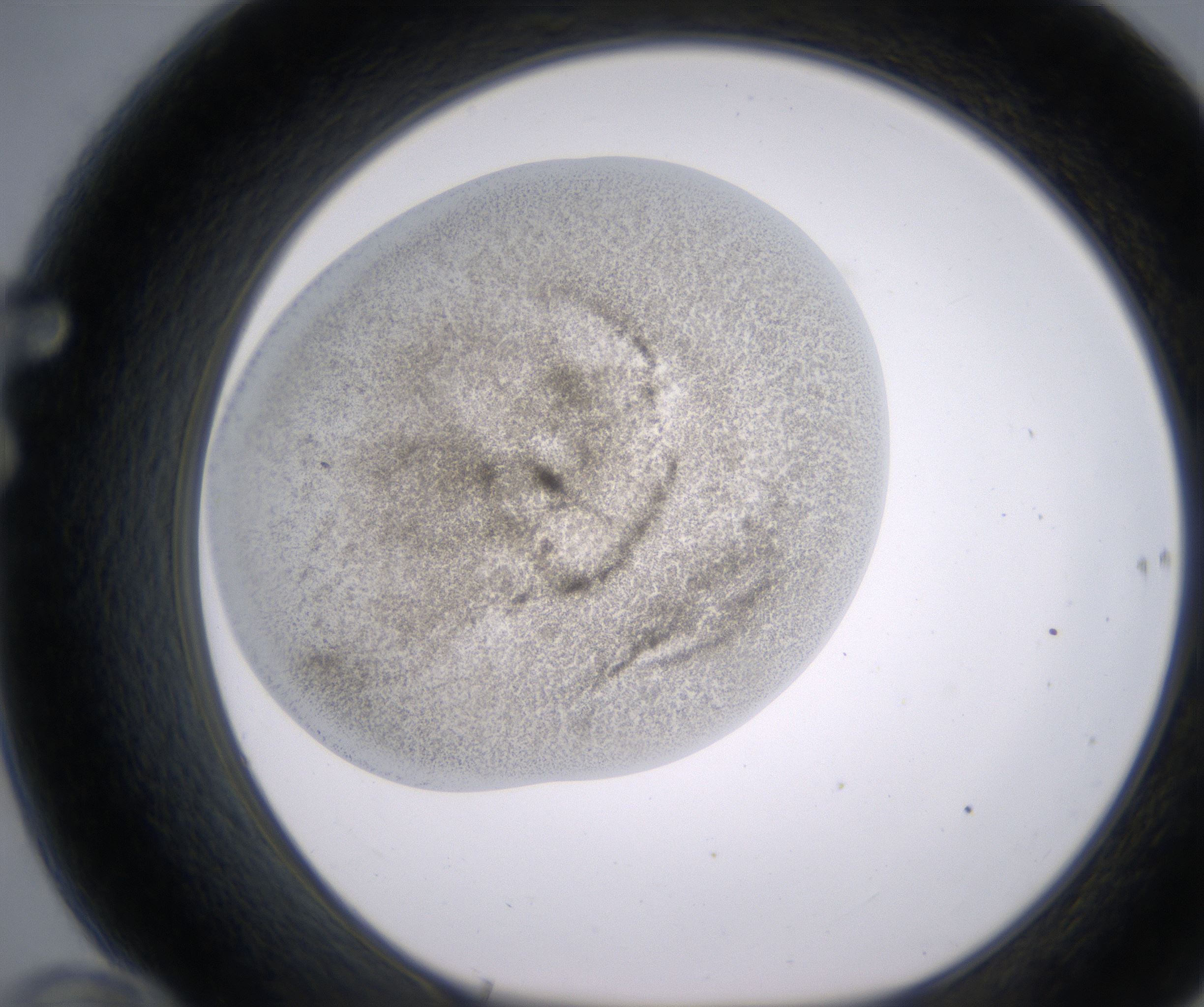F10_HighResolution_Precipitate_1.jpg