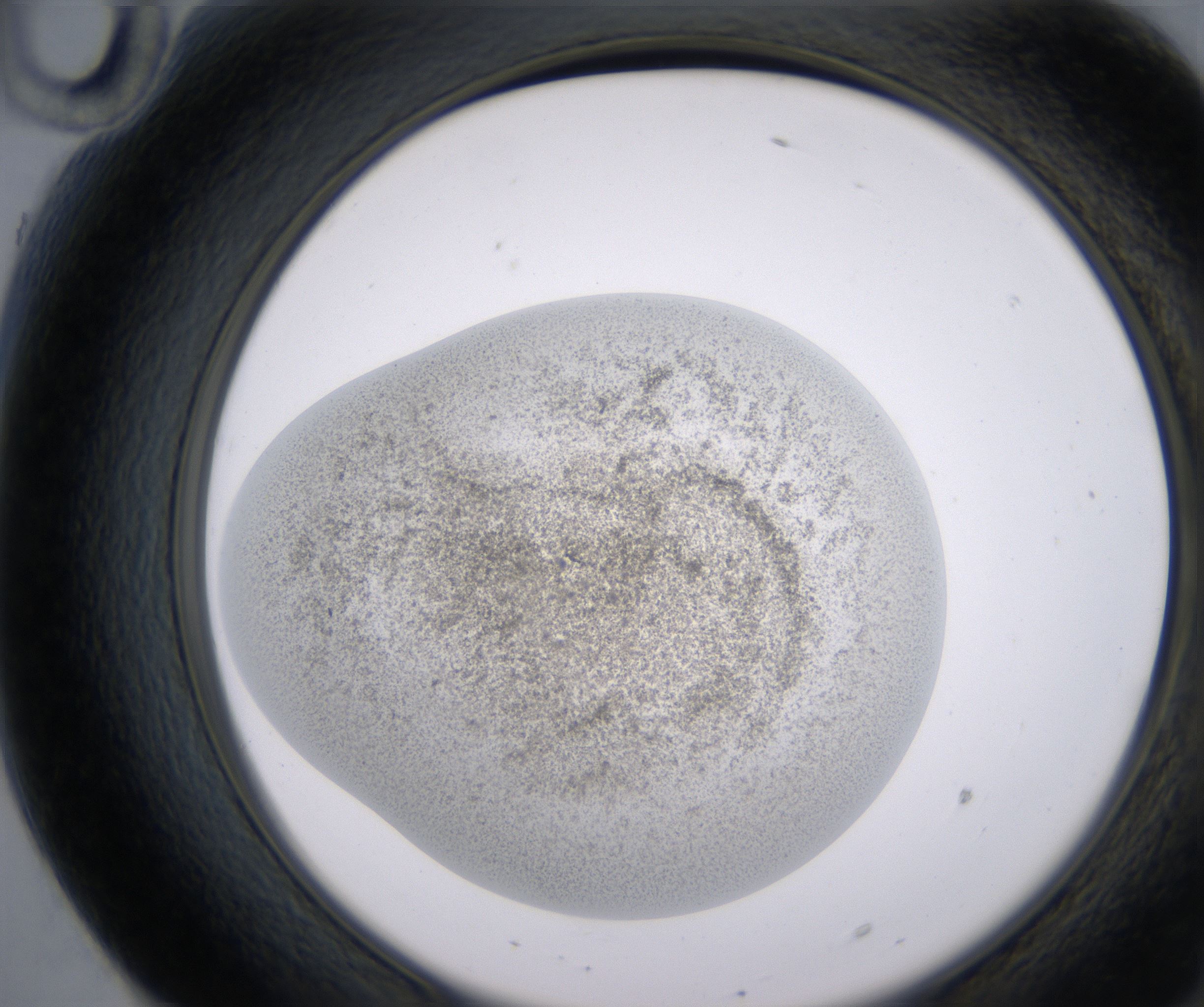 F10_HighResolution_Precipitate_2.jpg