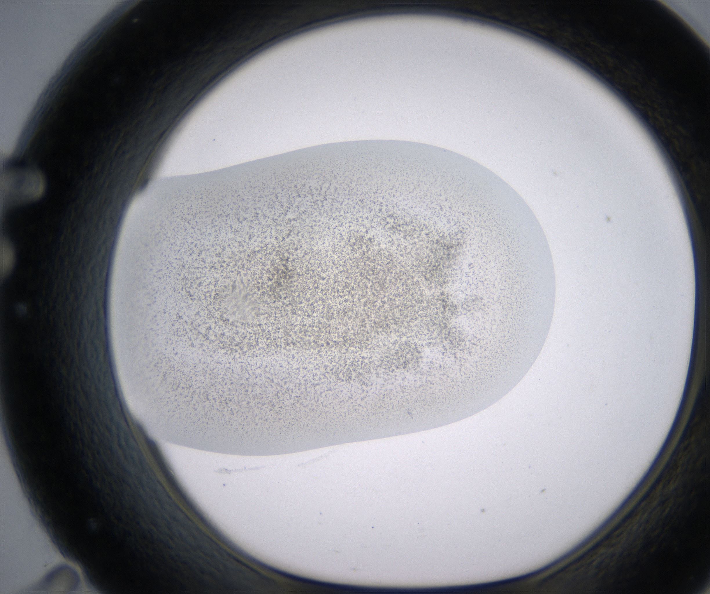 F11_HighResolution_Precipitate_1.jpg