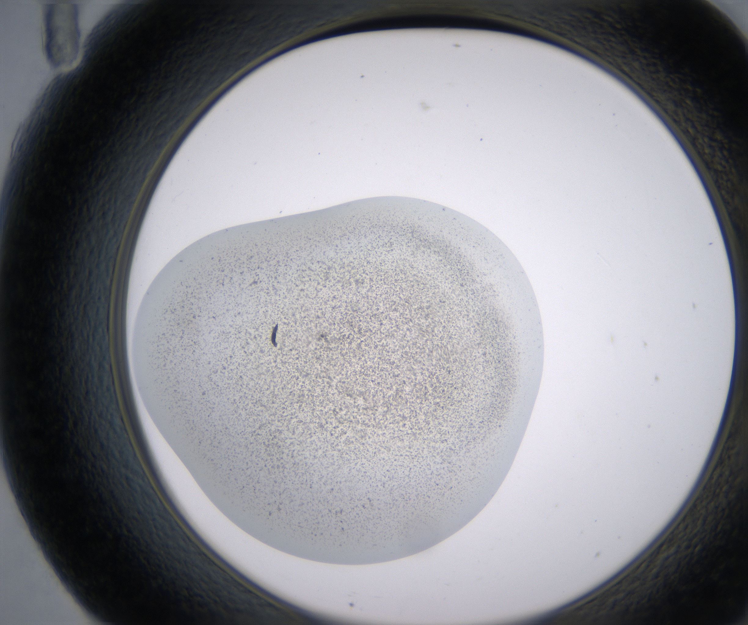 F11_HighResolution_Precipitate_2.jpg