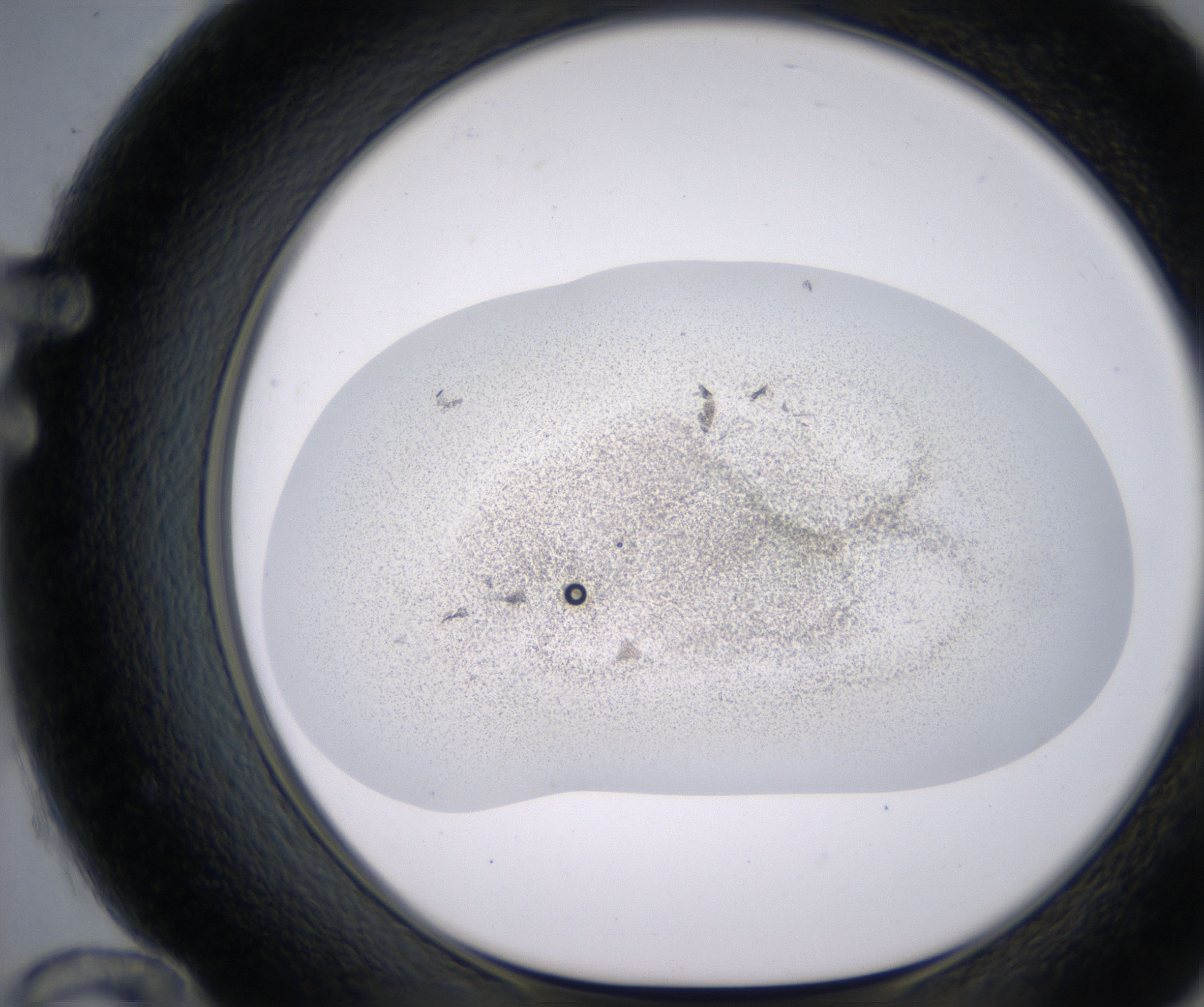 F12_HighResolution_Precipitate_1.jpg