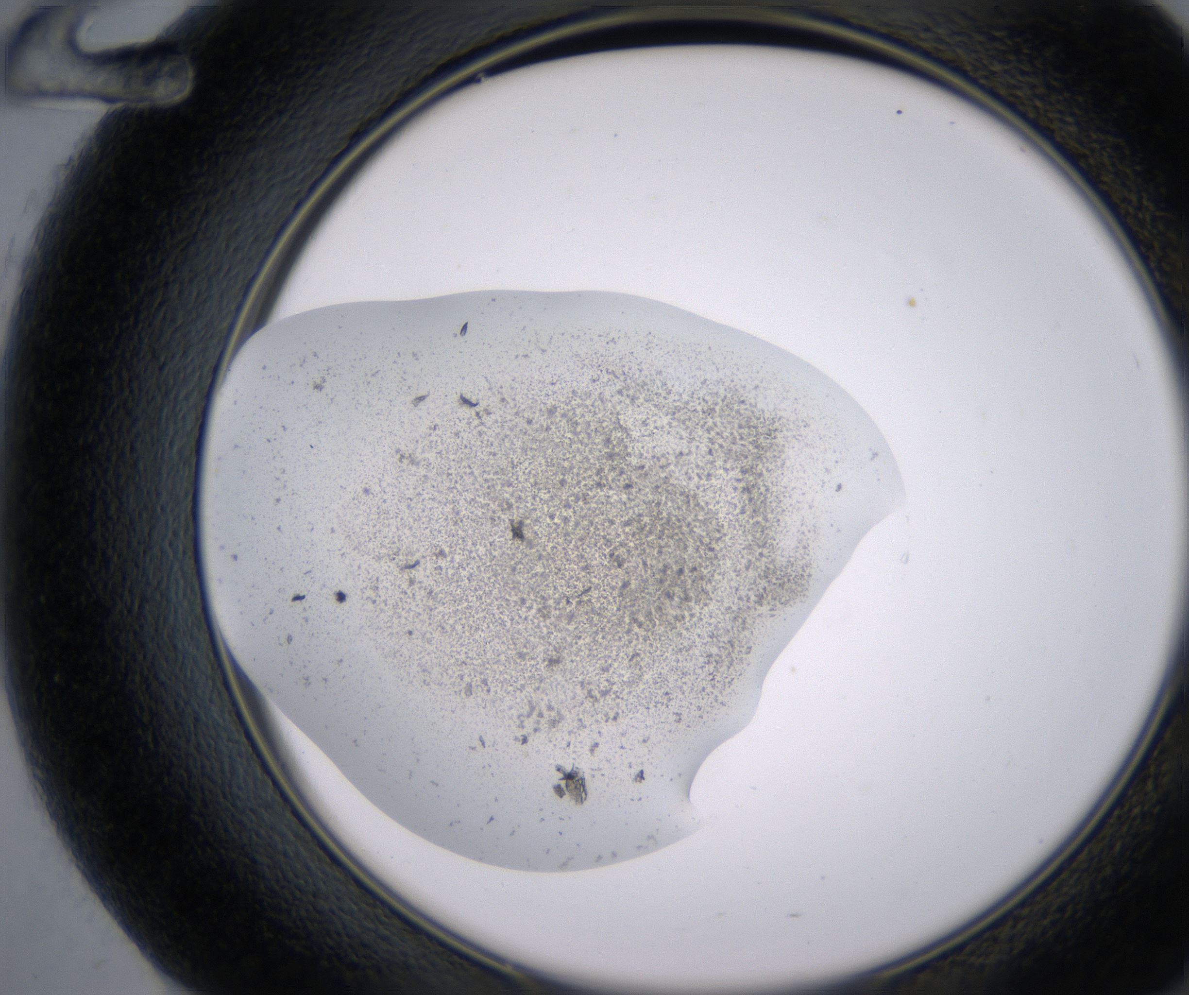 F12_HighResolution_Precipitate_2.jpg