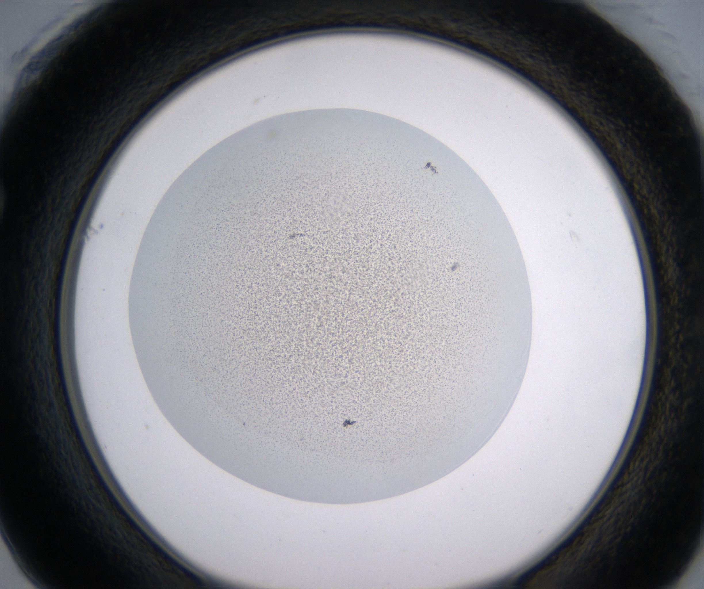 F1_HighResolution_Precipitate_1.jpg