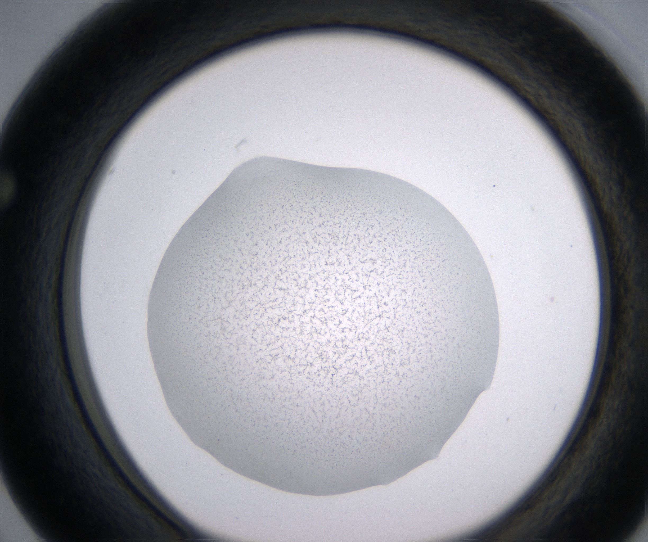 F3_HighResolution_Precipitate_1.jpg
