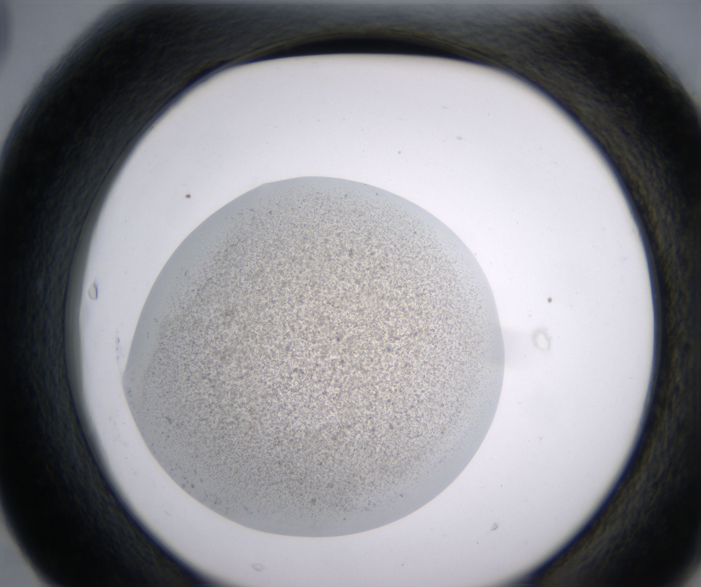 F3_HighResolution_Precipitate_2.jpg