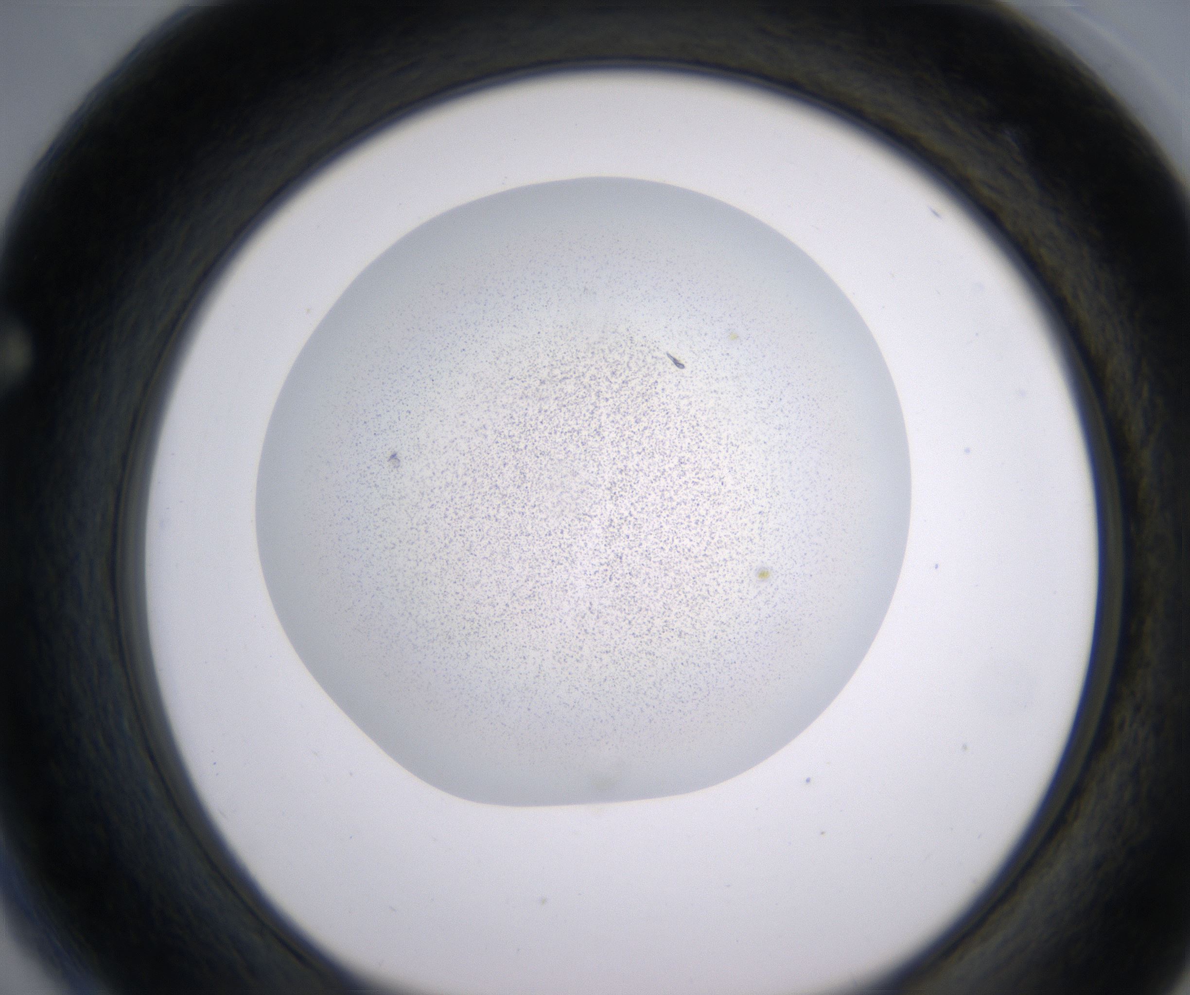 F4_HighResolution_Precipitate_1.jpg