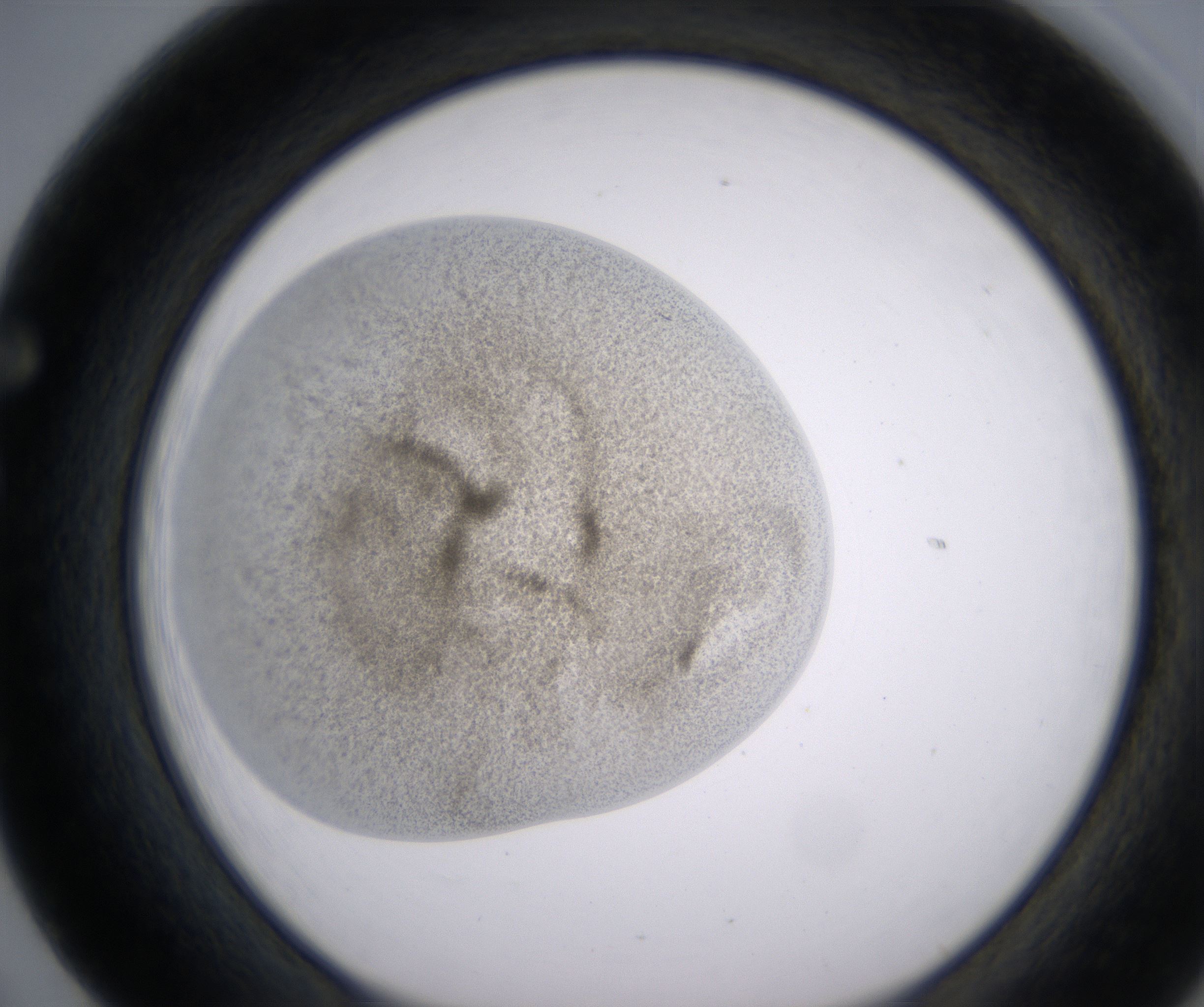 F5_HighResolution_Precipitate_1.jpg