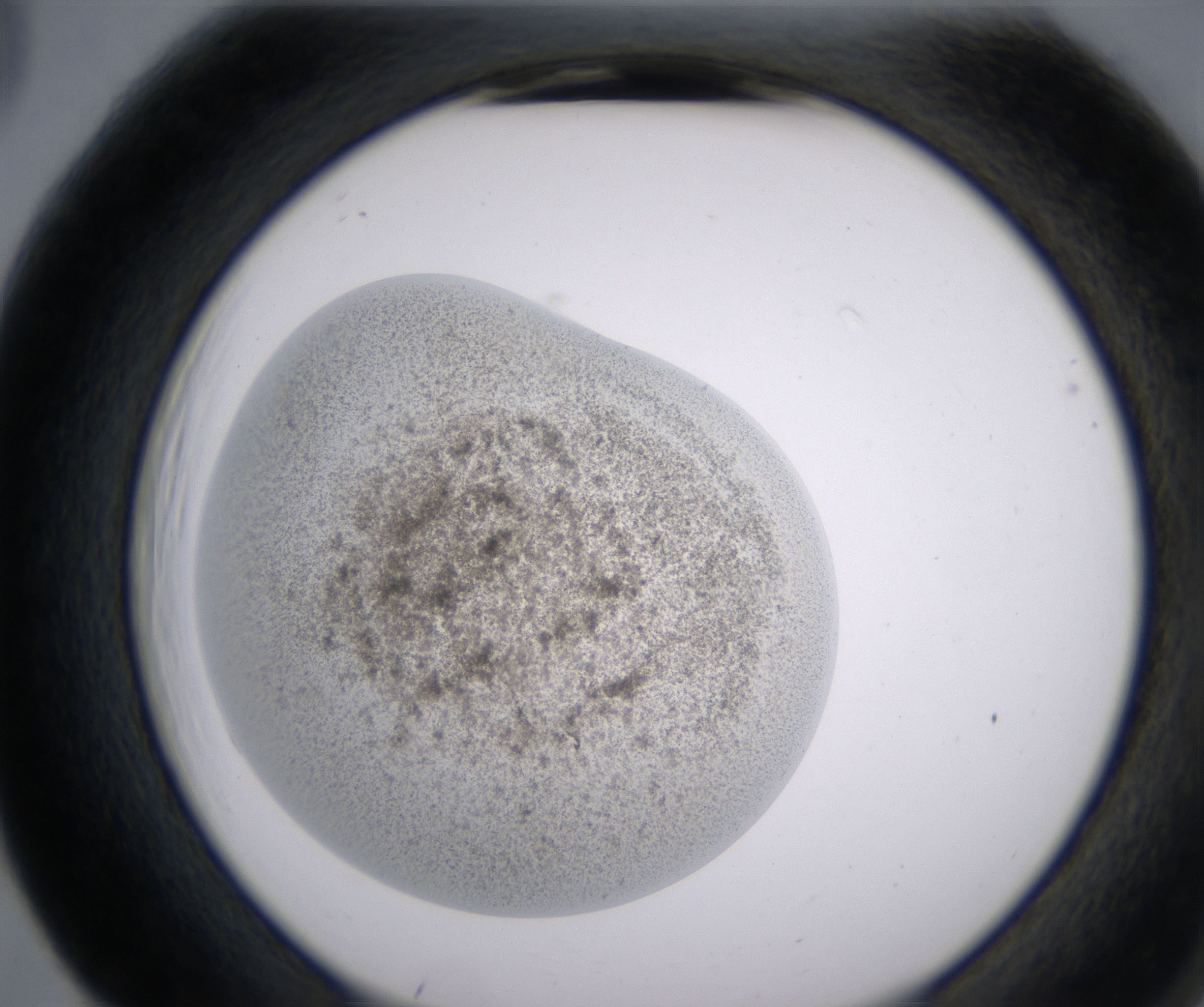 F5_HighResolution_Precipitate_2.jpg