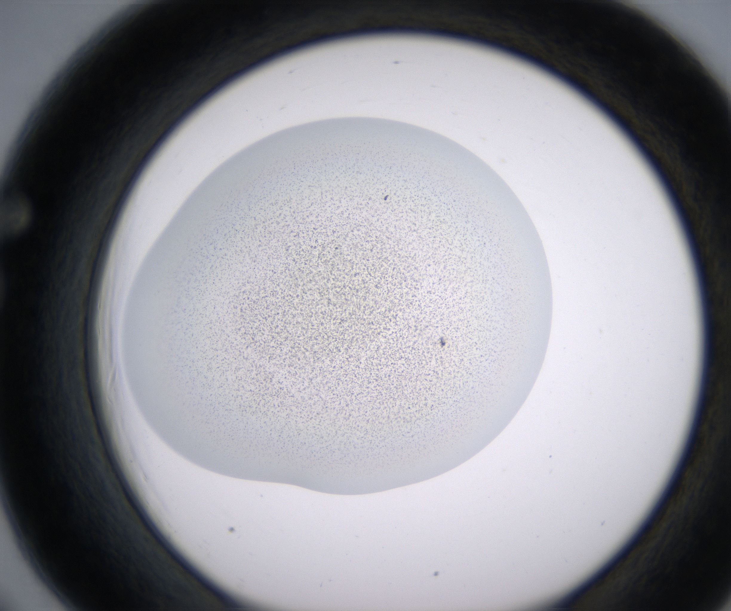 F6_HighResolution_Precipitate_1.jpg