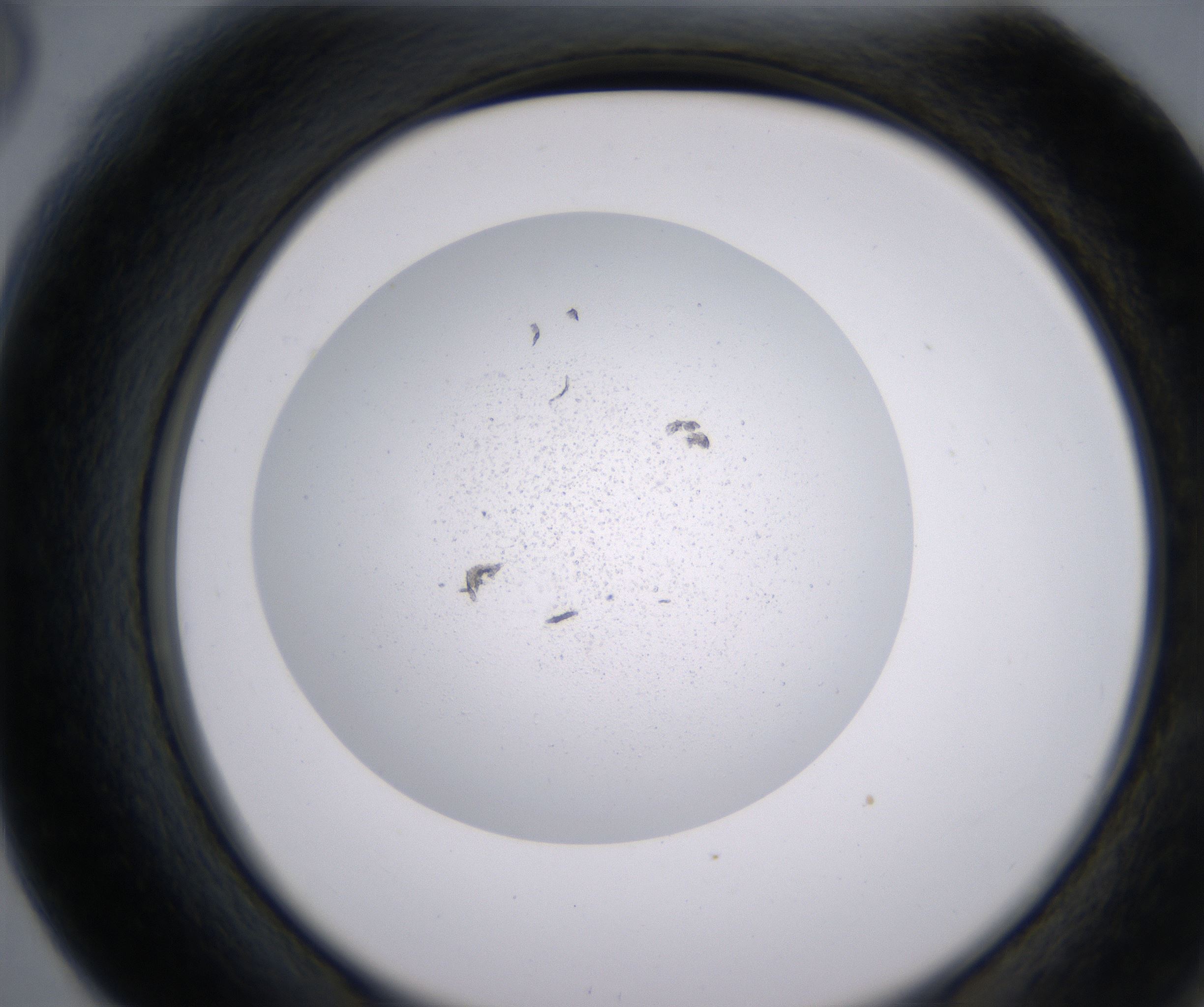 F6_HighResolution_Precipitate_2.jpg