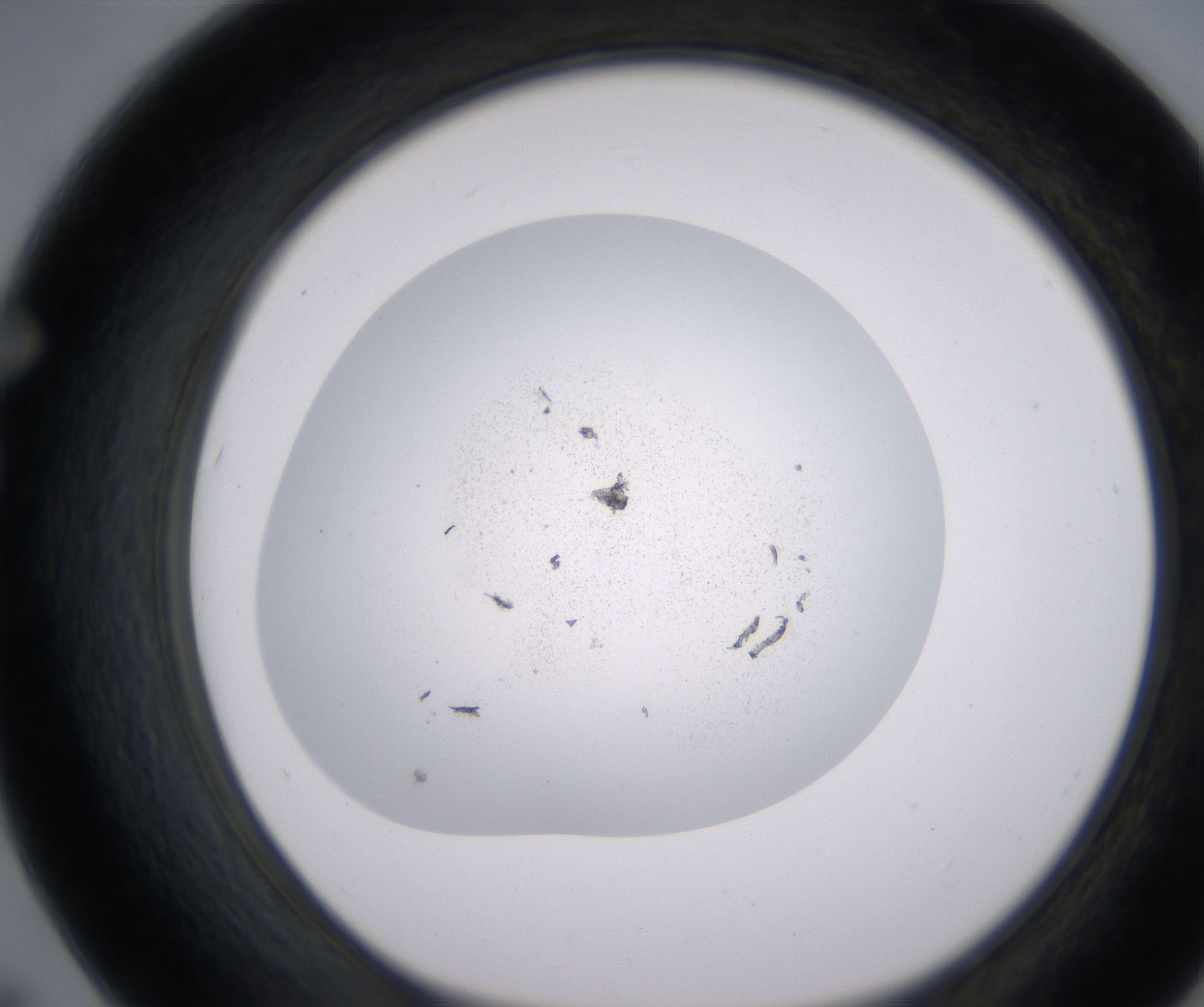 F7_HighResolution_Precipitate_1.jpg