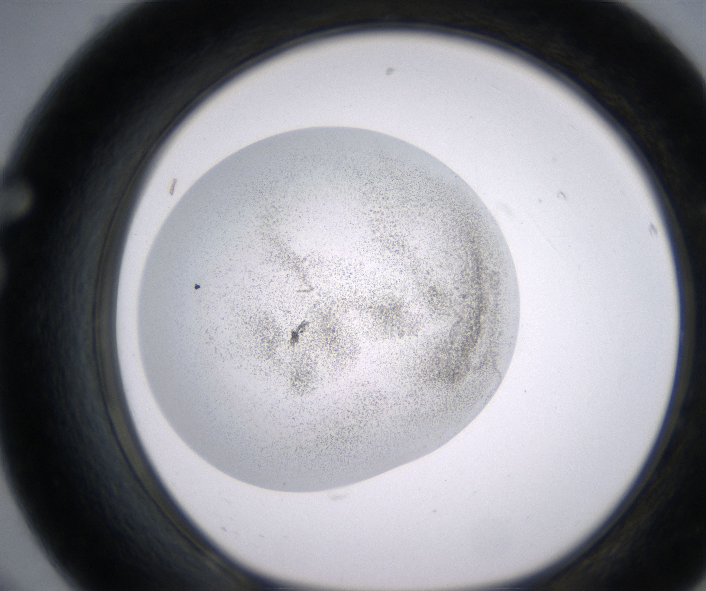 F8_HighResolution_Precipitate_1.jpg