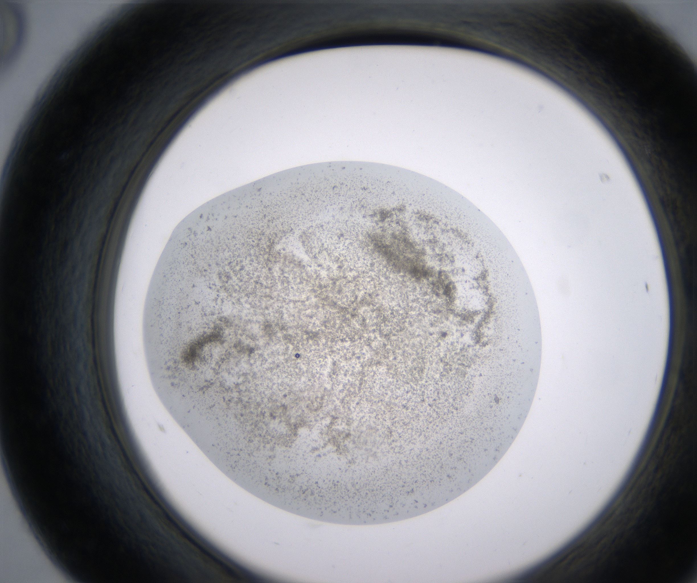 F8_HighResolution_Precipitate_2.jpg