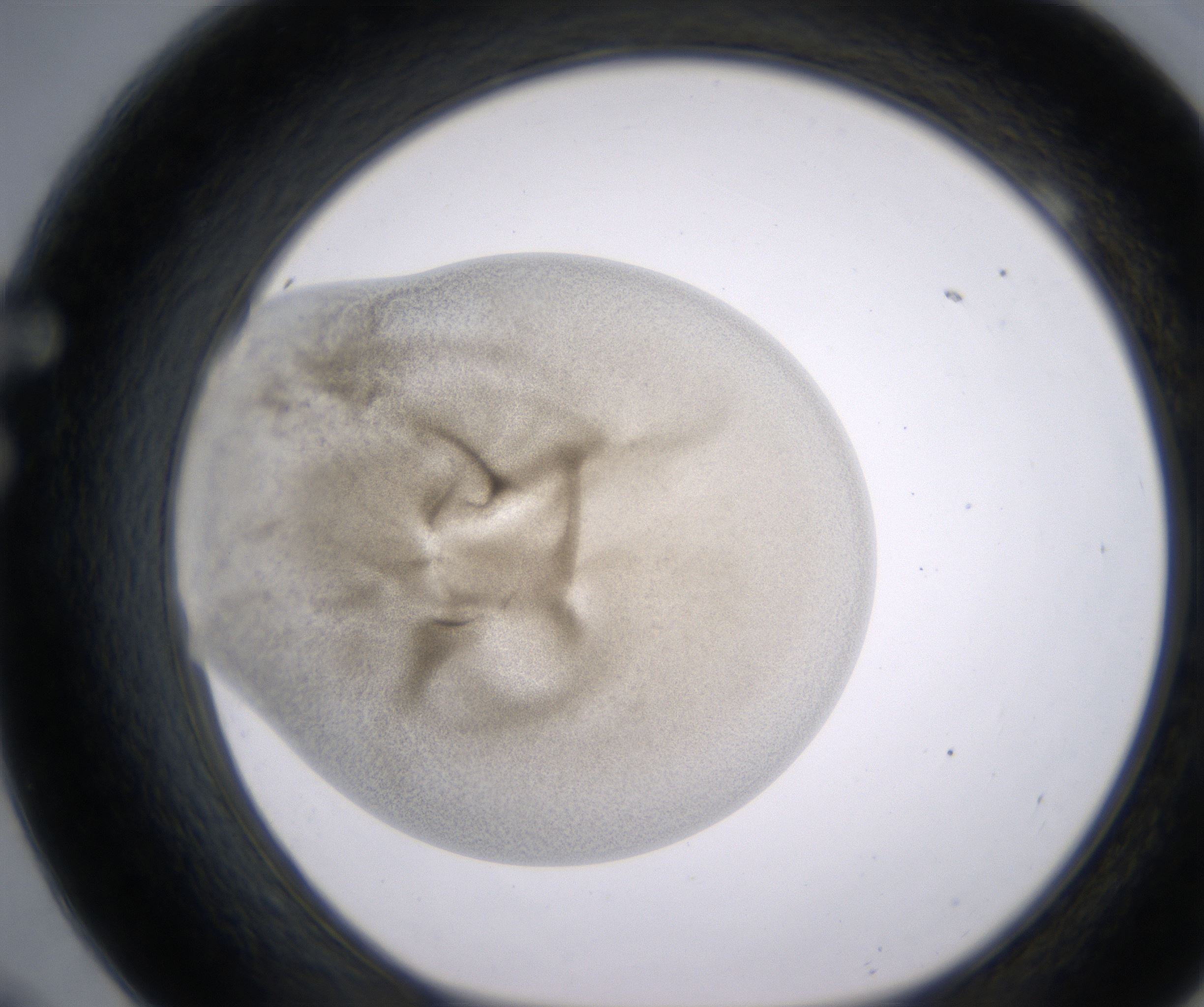 F9_HighResolution_Precipitate_1.jpg