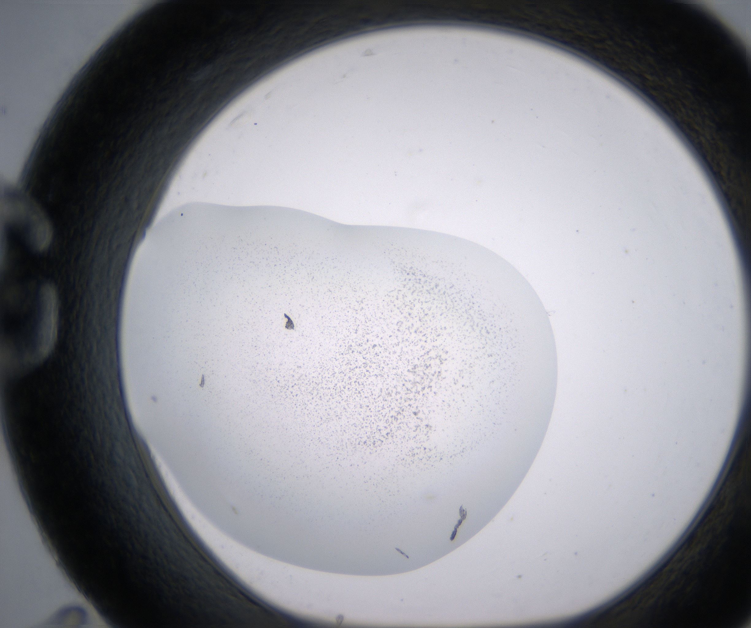 G11_HighResolution_Precipitate_1.jpg